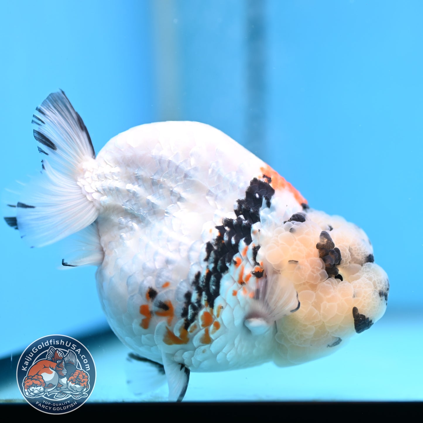 Tricolor Ranchu 4.5 inches Body (250509_RC02)