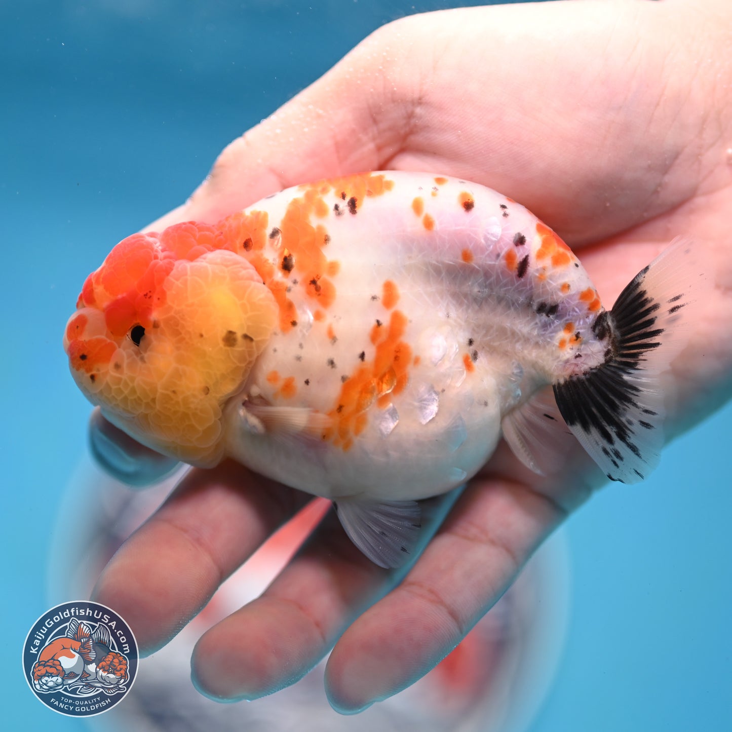 Tricolor Sakura Ranchu 3.75 inches Body - Female (250321_RC02)