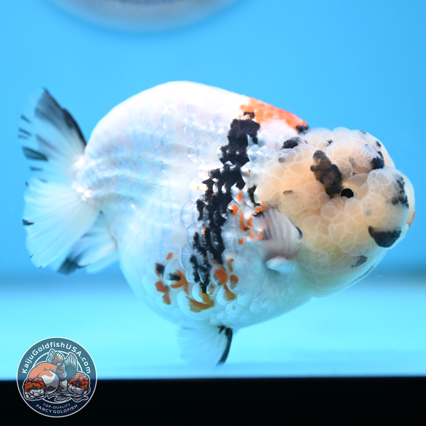 Tricolor Ranchu 4.5 inches Body (250509_RC02)