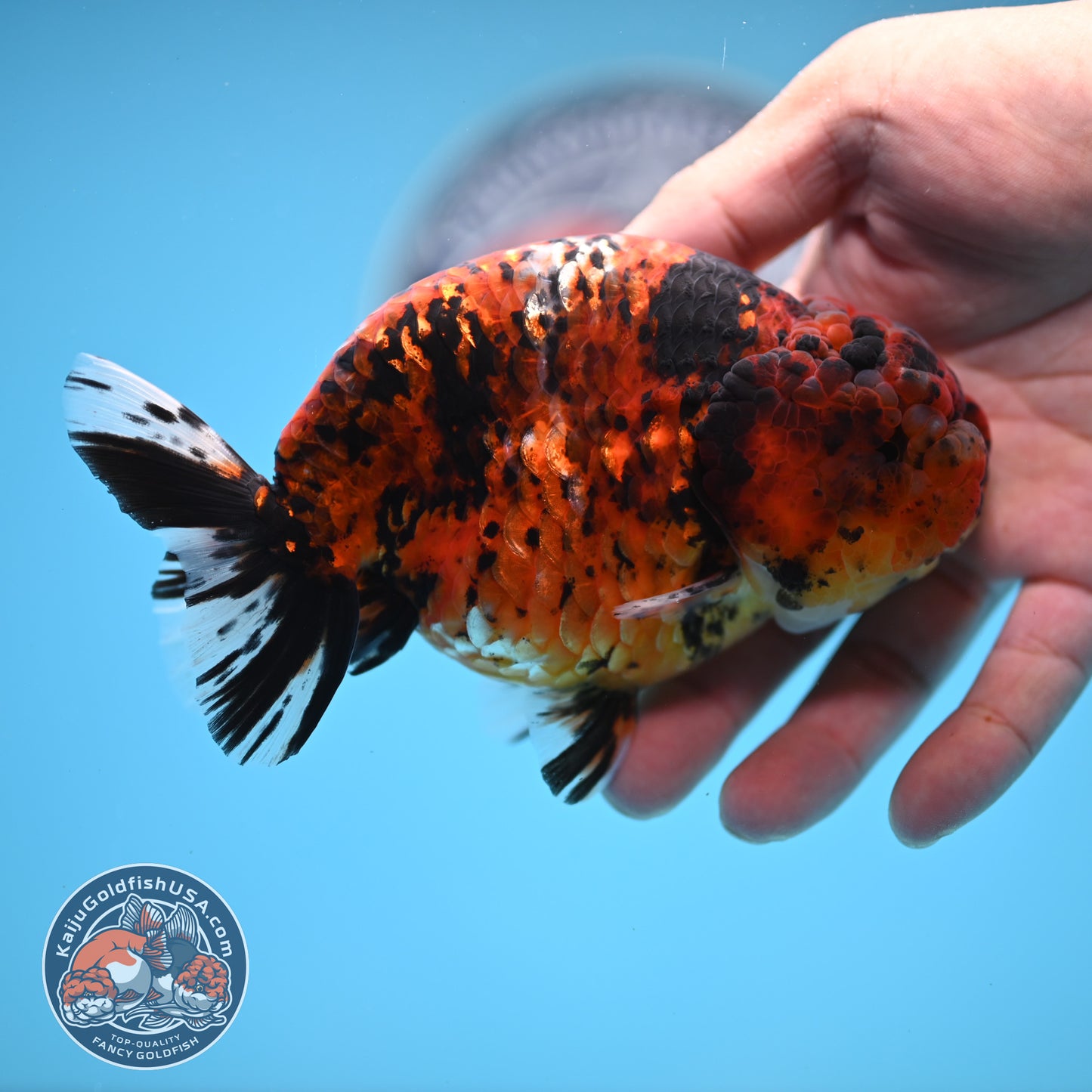 Tiger Ranchu 4.5 inches Body (250530_RC02)