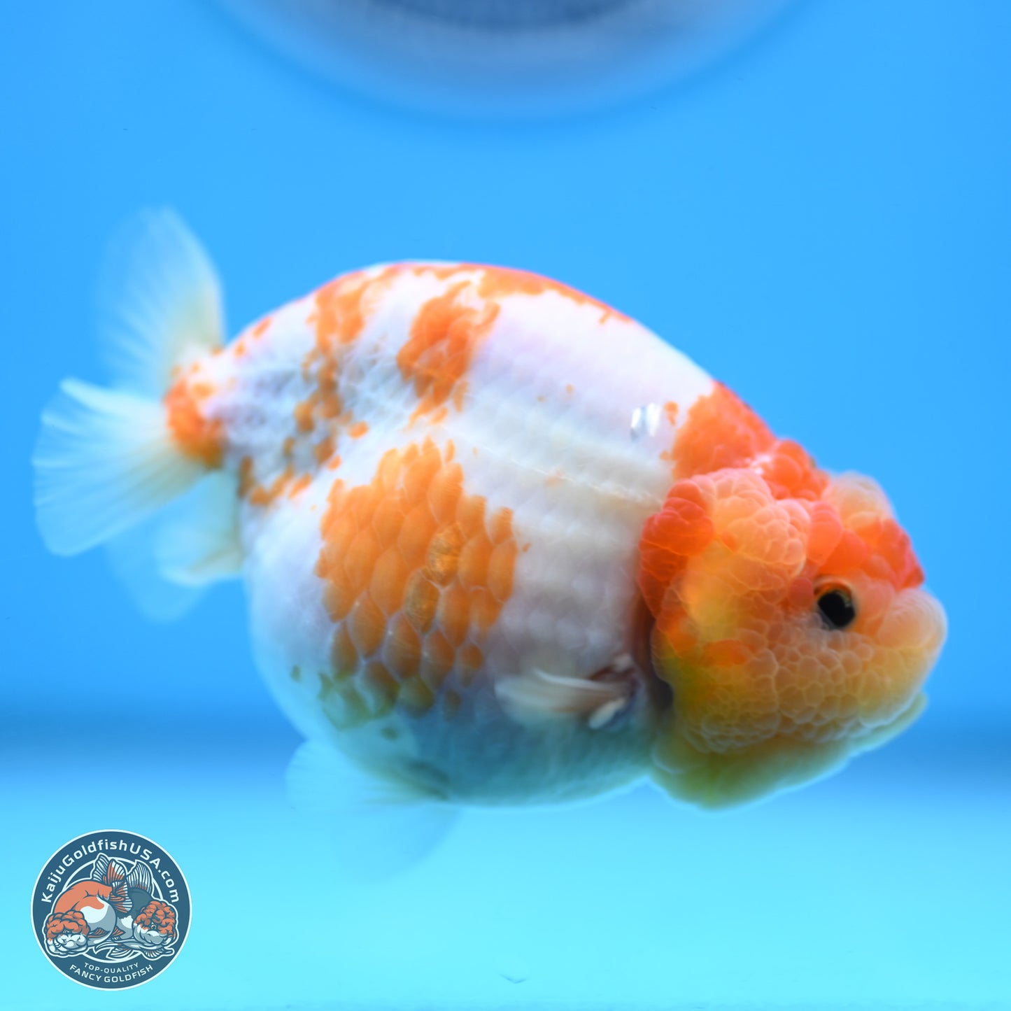Sakura Ranchu 3.25 inches Body - Female (250228_RC02)