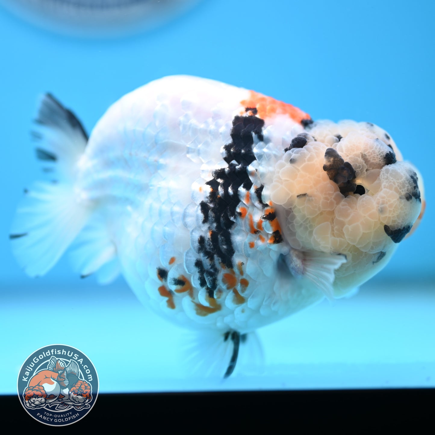 Tricolor Ranchu 4.5 inches Body (250509_RC02)