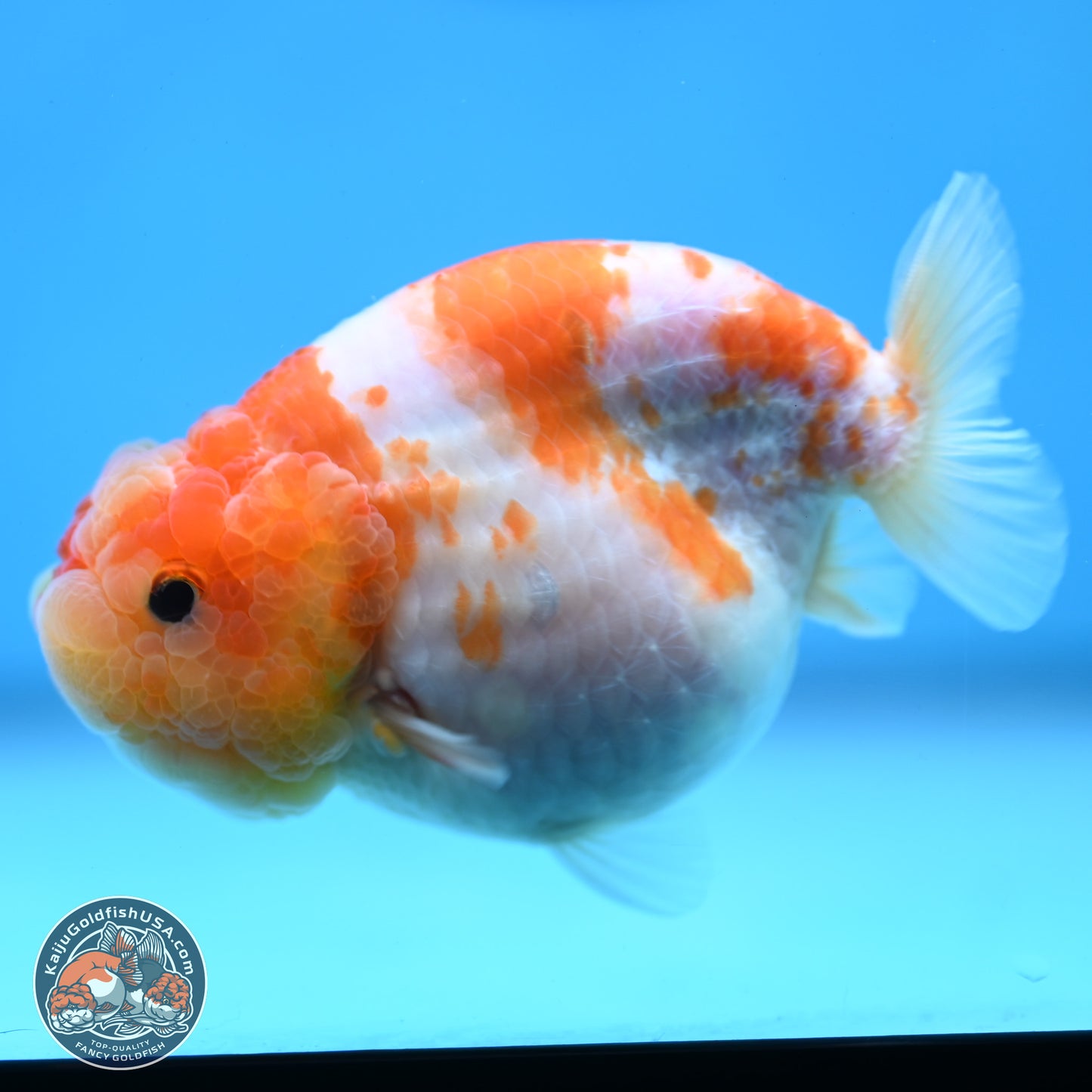 Sakura Ranchu 3.25 inches Body - Female (250228_RC02)