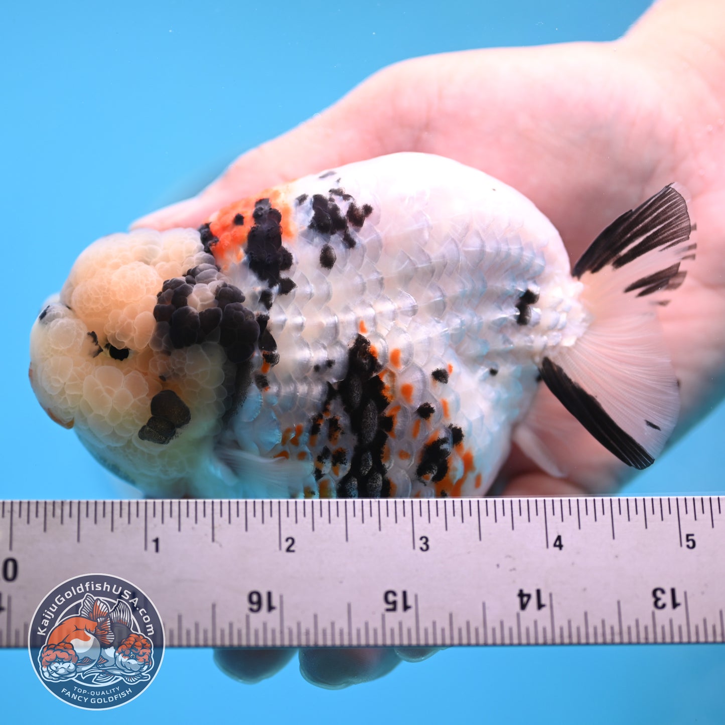 Tricolor Ranchu 4.5 inches Body (250509_RC02)