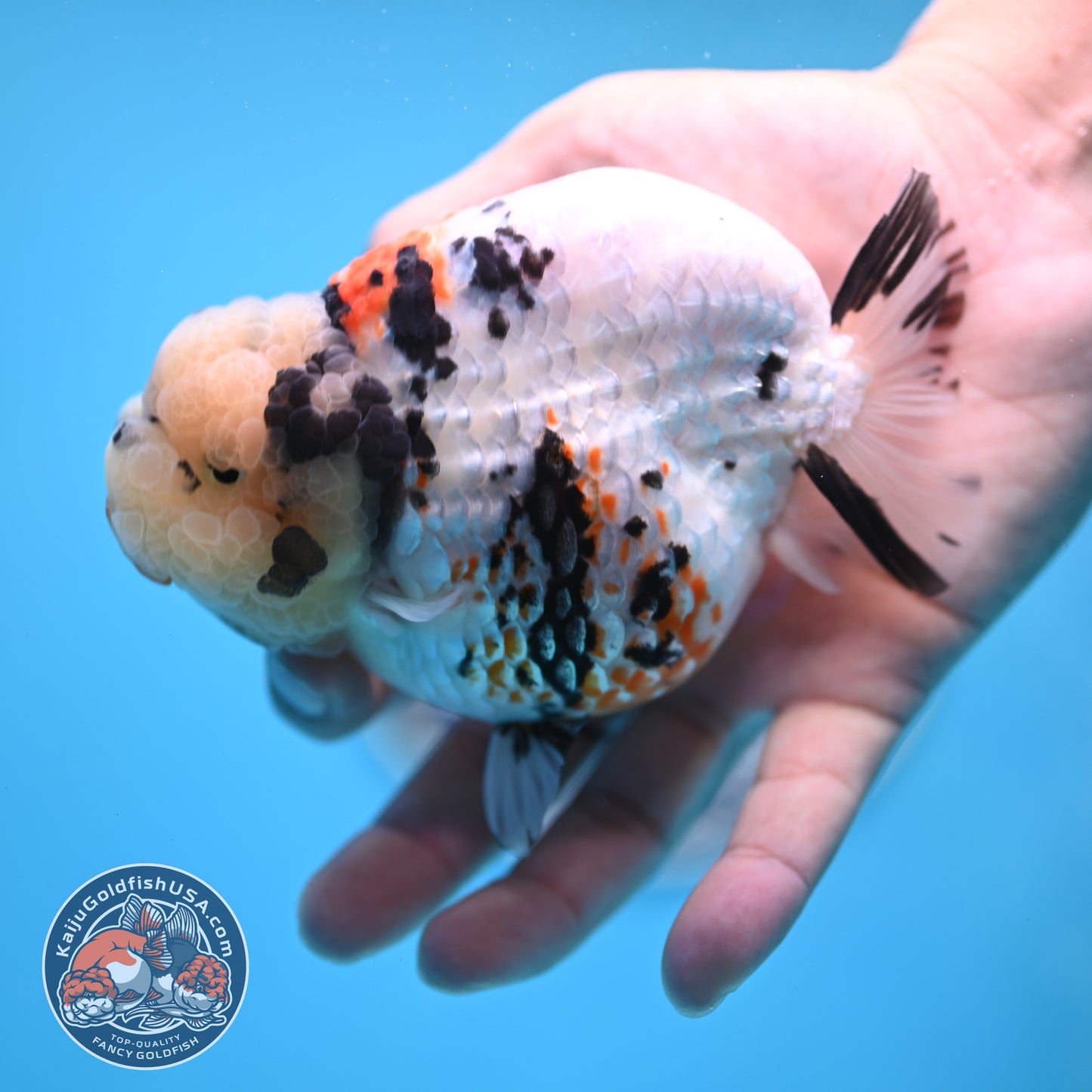 Tricolor Ranchu 4.5 inches Body (250509_RC02)