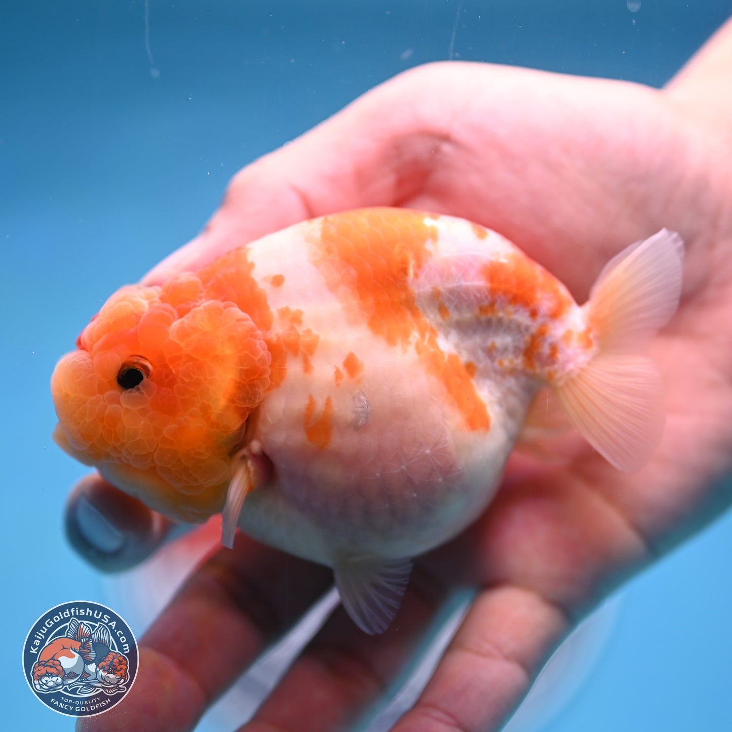 Sakura Ranchu 3.25 inches Body - Female (250228_RC02)