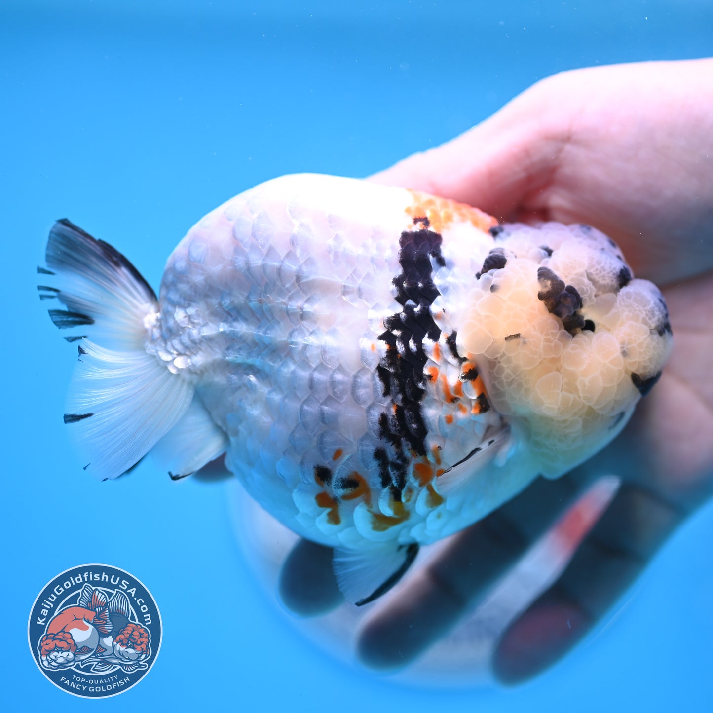 Tricolor Ranchu 4.5 inches Body (250509_RC02)