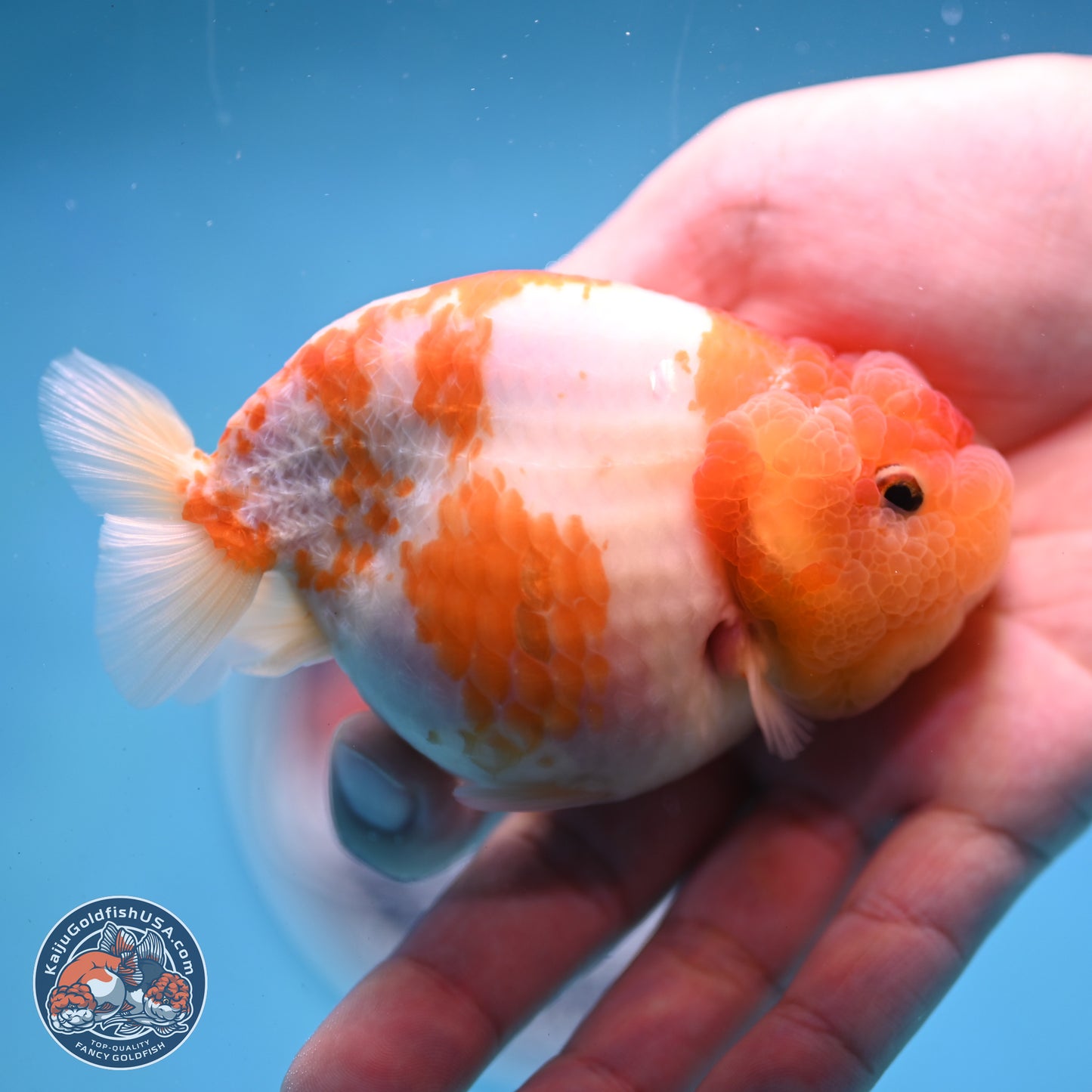 Sakura Ranchu 3.25 inches Body - Female (250228_RC02)