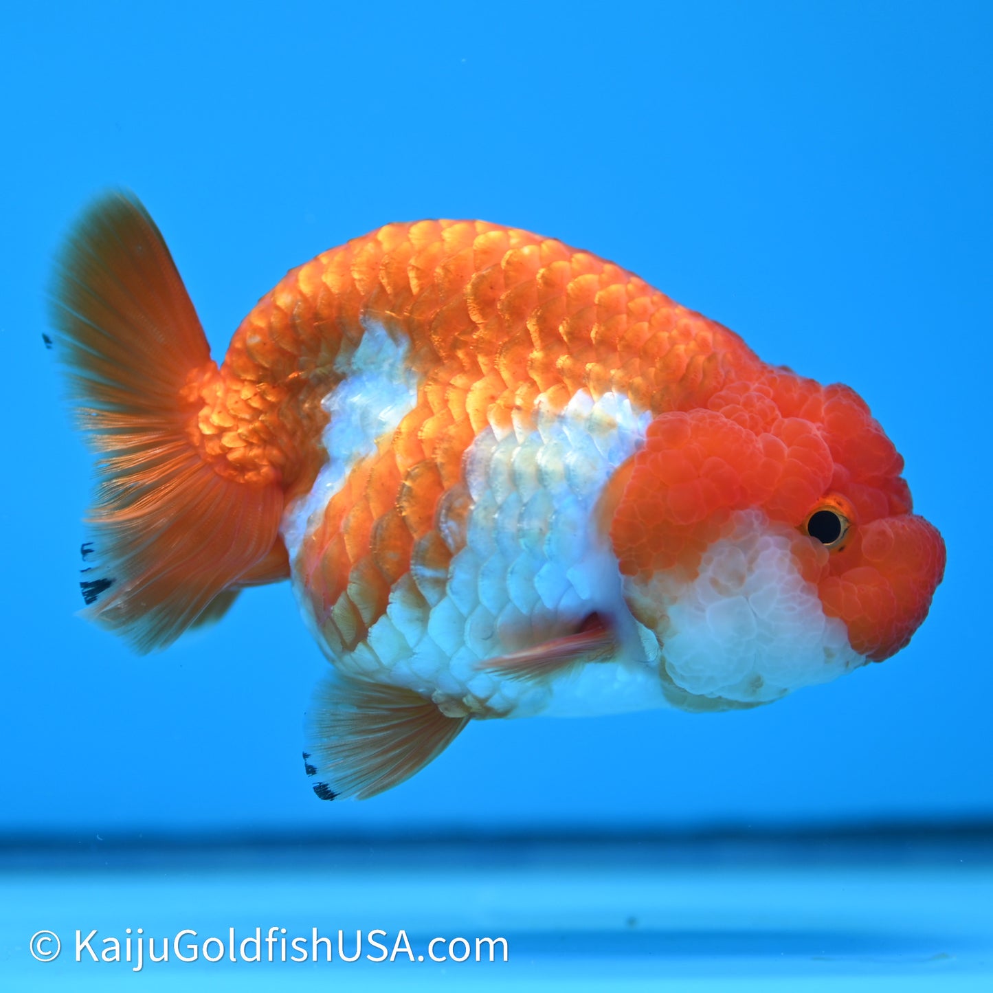 Red White Lionchu 3.75in body (240607_RC02) - Kaiju Goldfish USA