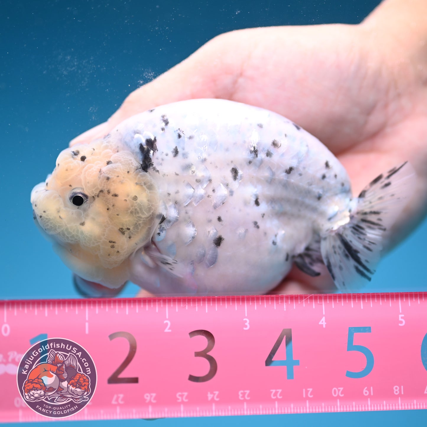 Panda / Cow Ranchu 4 inch Body (250822_RC02)