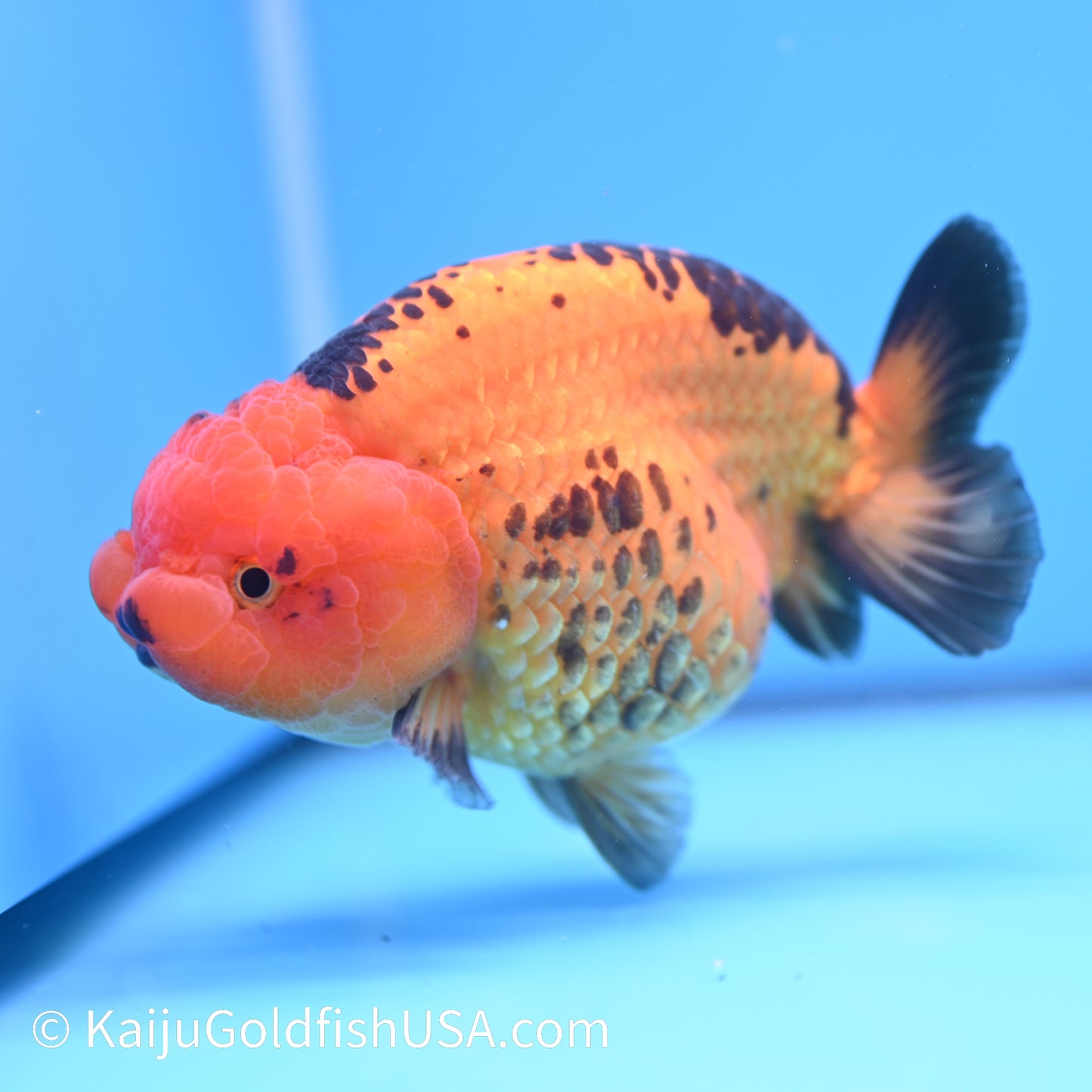 Apache Ranchu 6 inches(240503_RC02) - Kaiju Goldfish USA