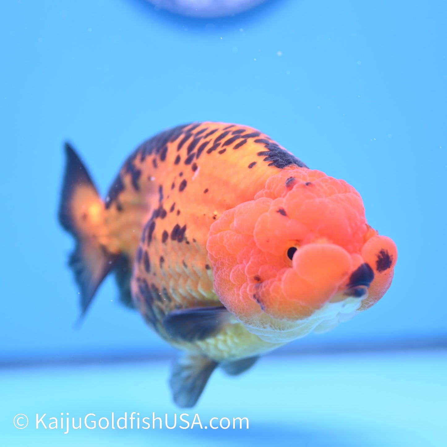 Apache Ranchu 6 inches(240503_RC02) - Kaiju Goldfish USA