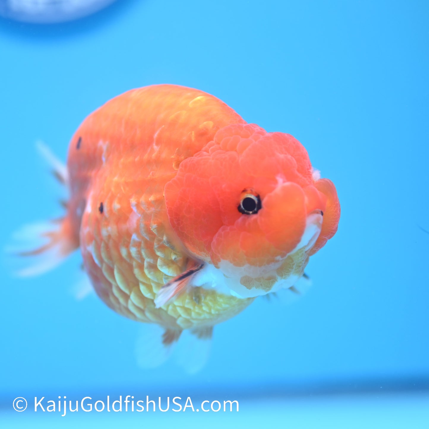 Gold Coin Sakura Ranchu 5 inches(240510_RC02) - Kaiju Goldfish USA