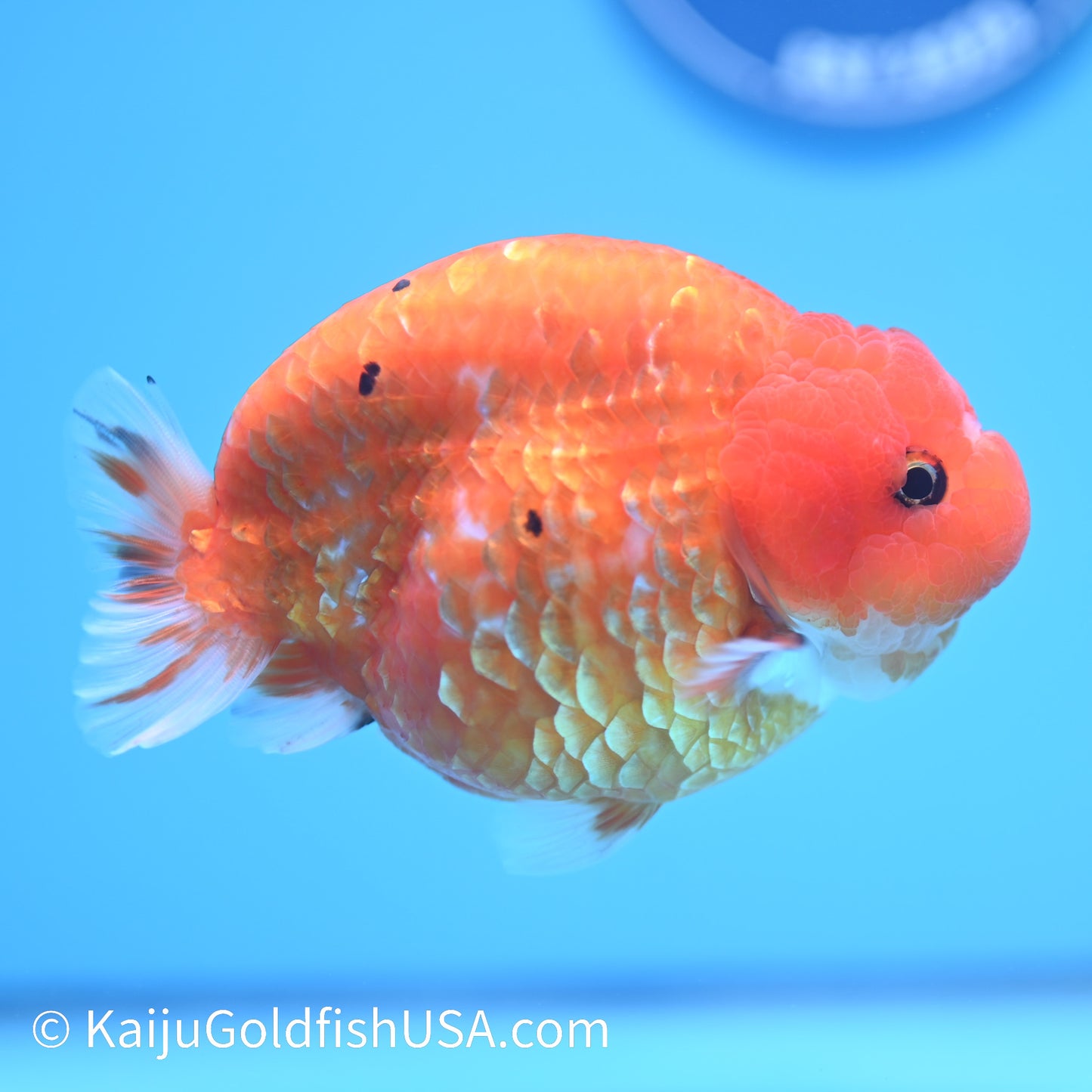 Gold Coin Sakura Ranchu 5 inches(240510_RC02) - Kaiju Goldfish USA