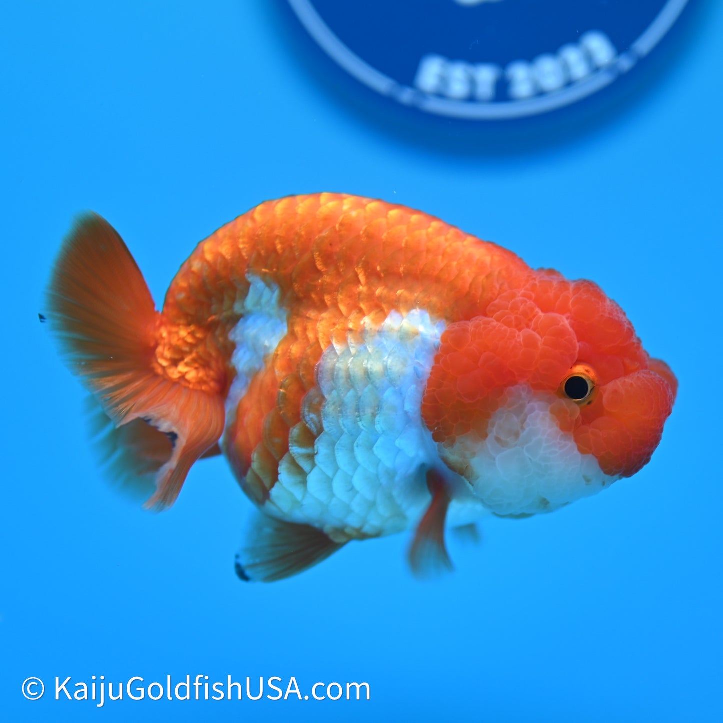 Red White Lionchu 3.75in body (240607_RC02) - Kaiju Goldfish USA
