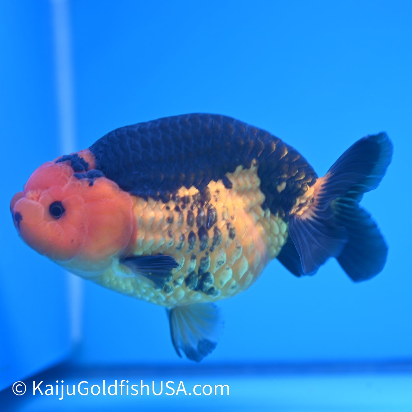 Apache Ranchu 6 inches(240426_RC02) - Kaiju Goldfish USA