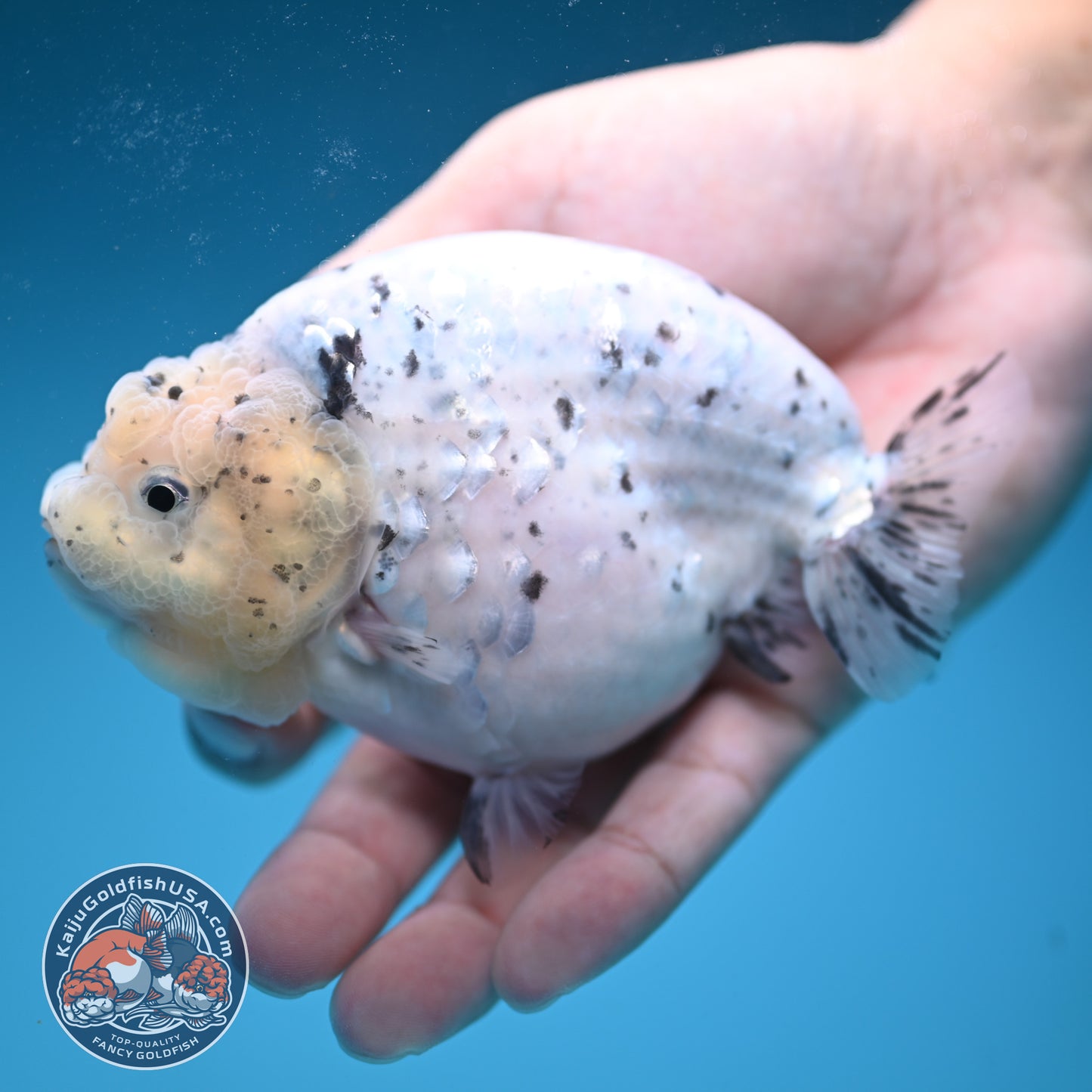 Panda / Cow Ranchu 4 inch Body (250822_RC02)