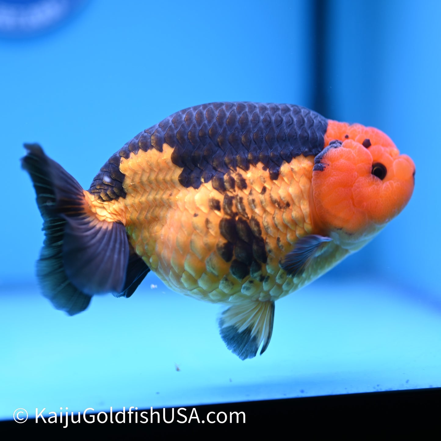Apache Ranchu 6 inches(240426_RC02) - Kaiju Goldfish USA