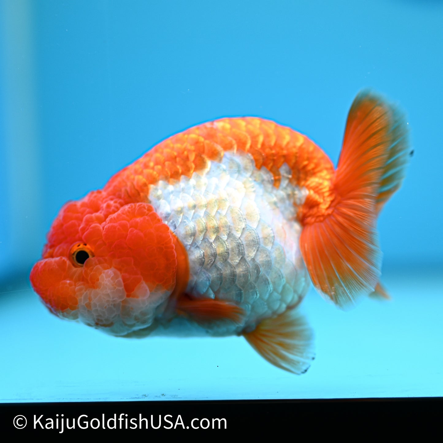 Red White Lionchu 3.75in body (240607_RC02) - Kaiju Goldfish USA