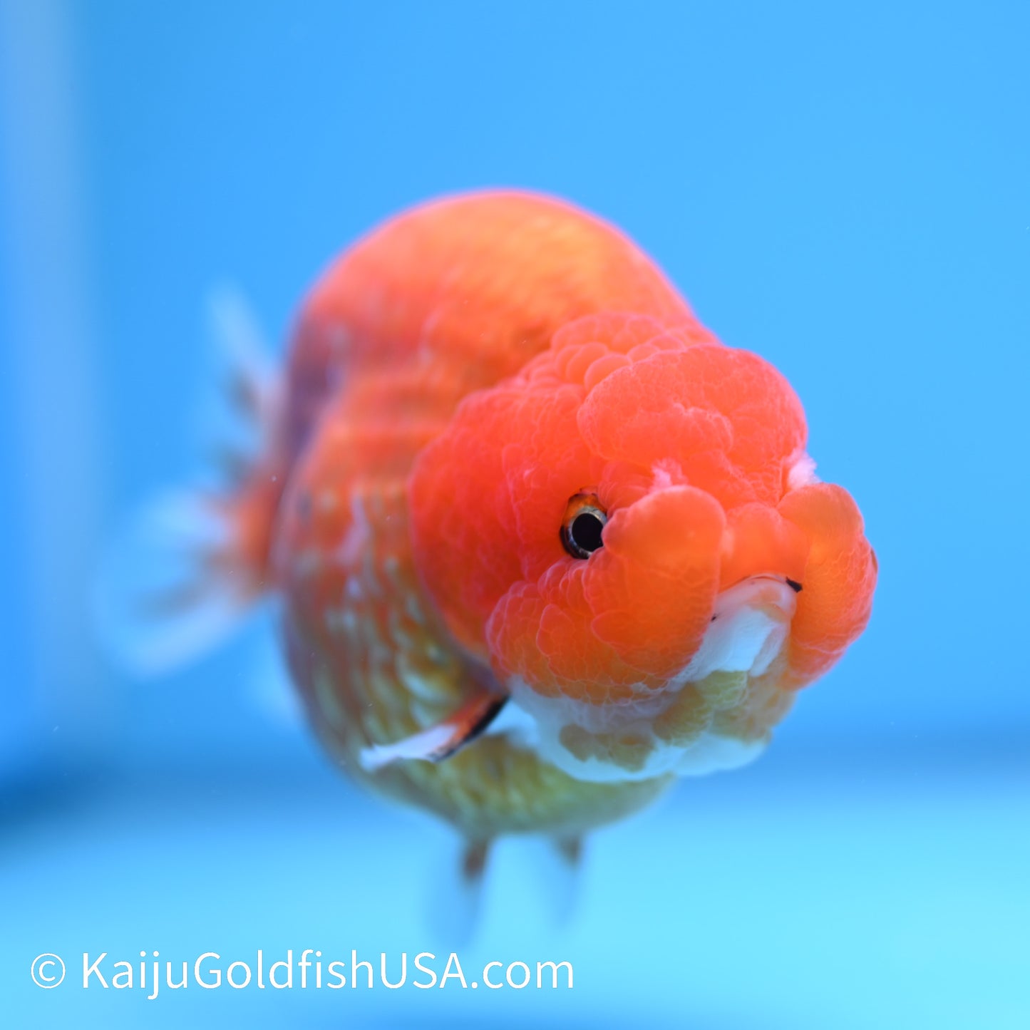 Gold Coin Sakura Ranchu 5 inches(240510_RC02) - Kaiju Goldfish USA