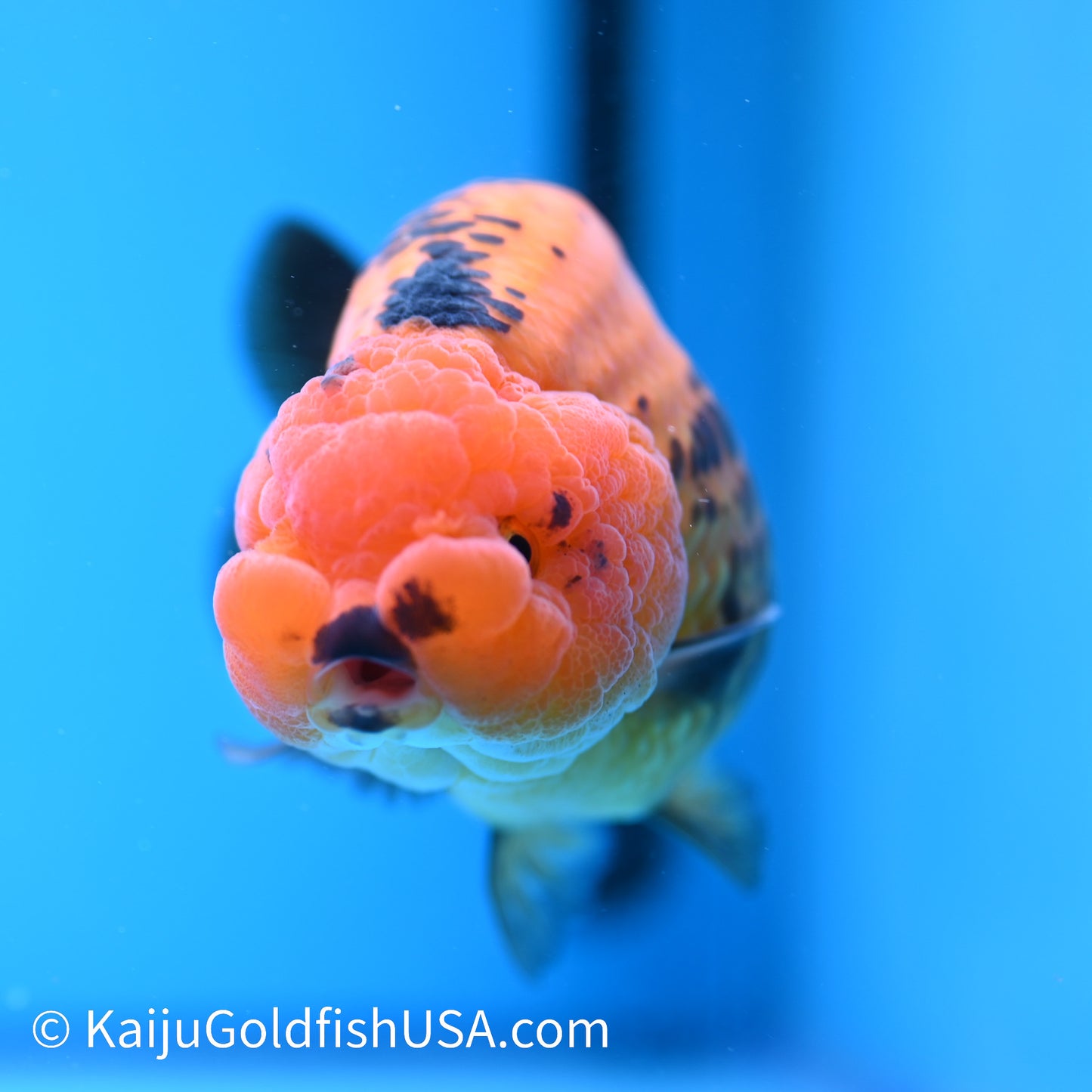 Apache Ranchu 6 inches(240503_RC02) - Kaiju Goldfish USA