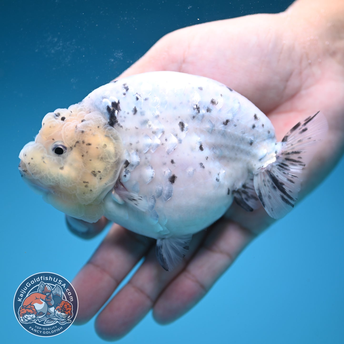 Panda / Cow Ranchu 4 inch Body (250822_RC02)