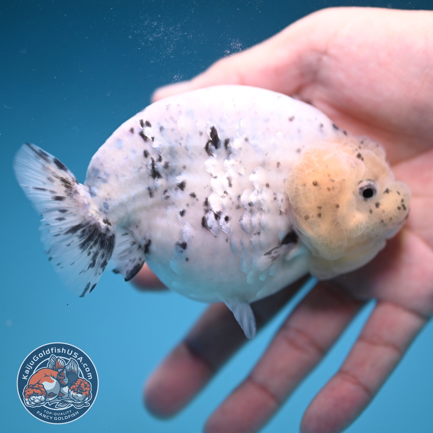 Panda / Cow Ranchu 4 inch Body (250822_RC02)