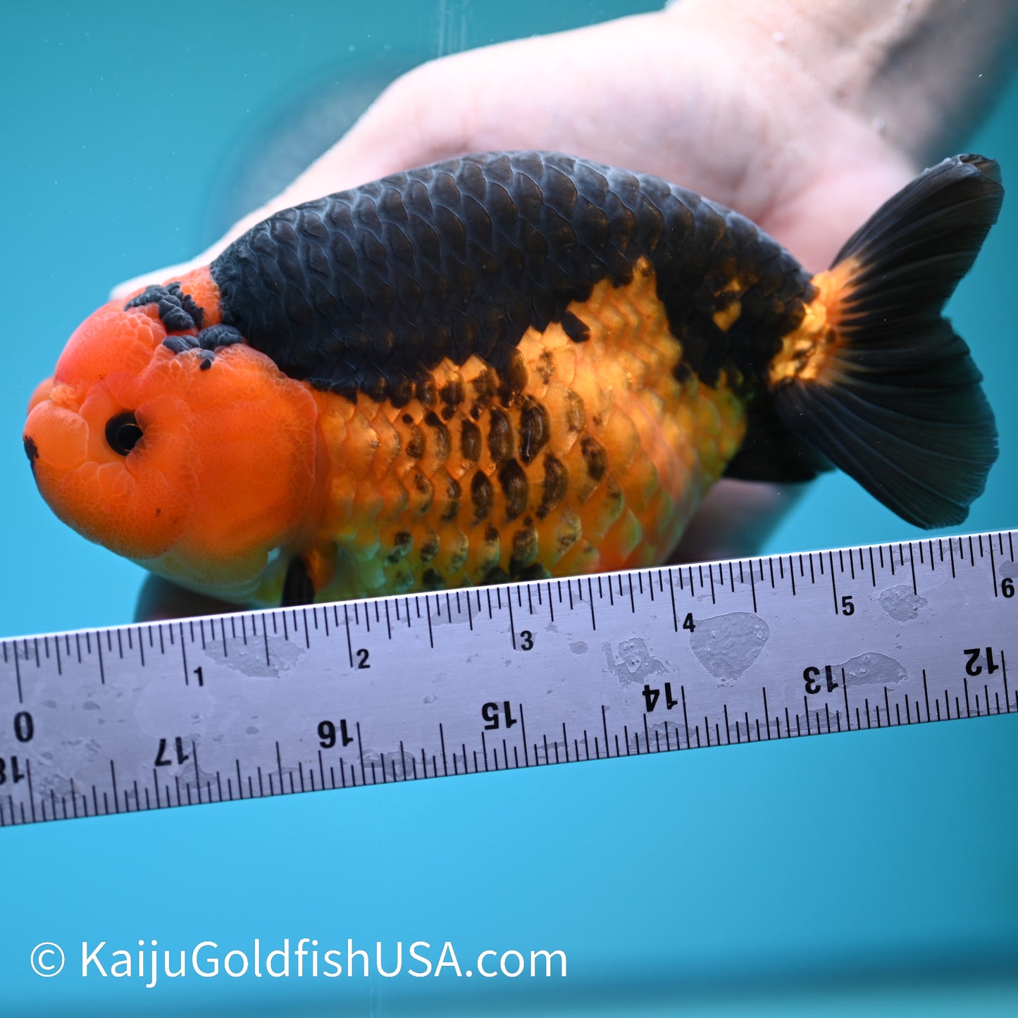 Apache Ranchu 6 inches(240426_RC02) - Kaiju Goldfish USA