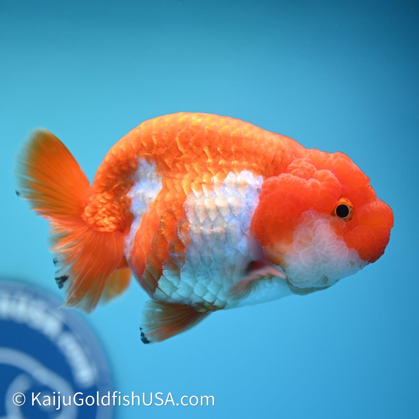 Red White Lionchu 3.75in body (240607_RC02) - Kaiju Goldfish USA