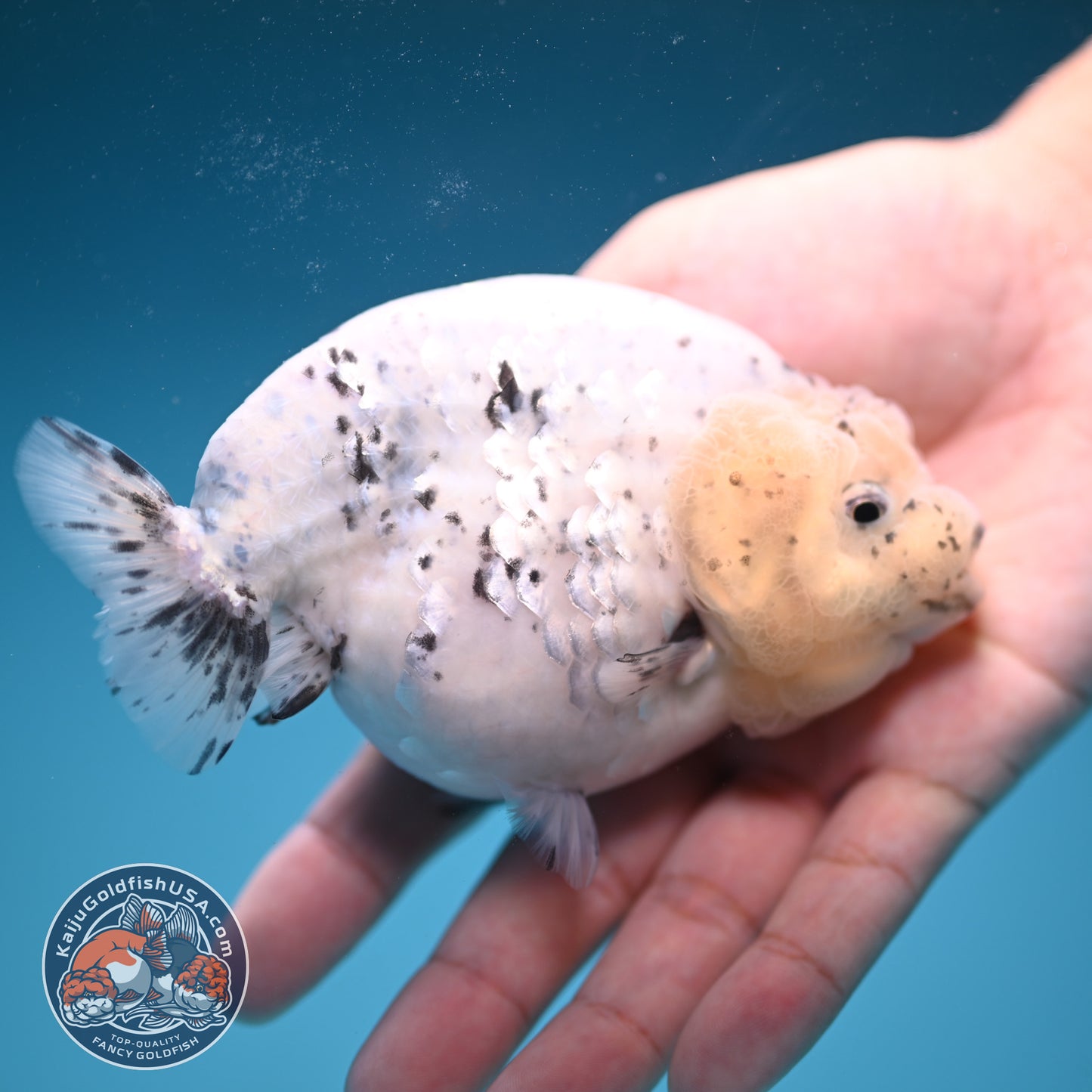 Panda / Cow Ranchu 4 inch Body (250822_RC02)