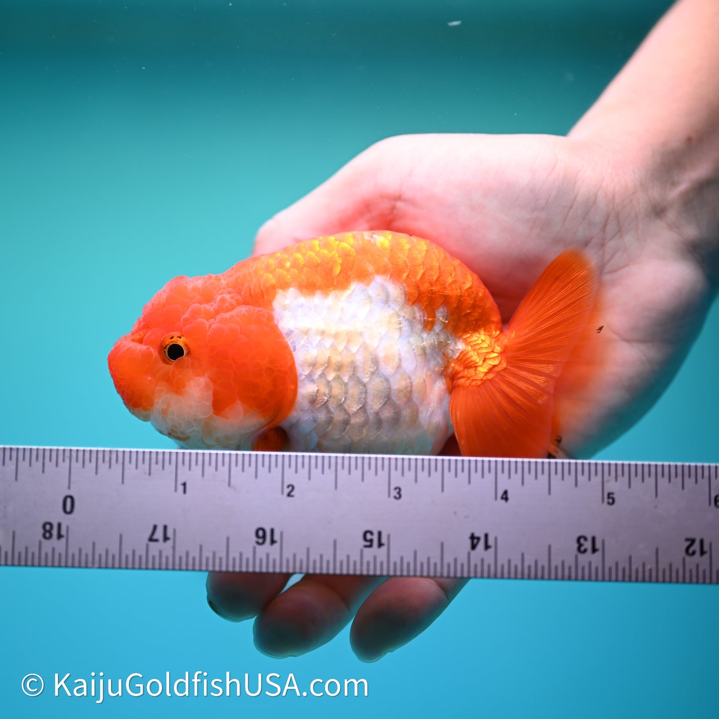 Red White Lionchu 3.75in body (240607_RC02) - Kaiju Goldfish USA