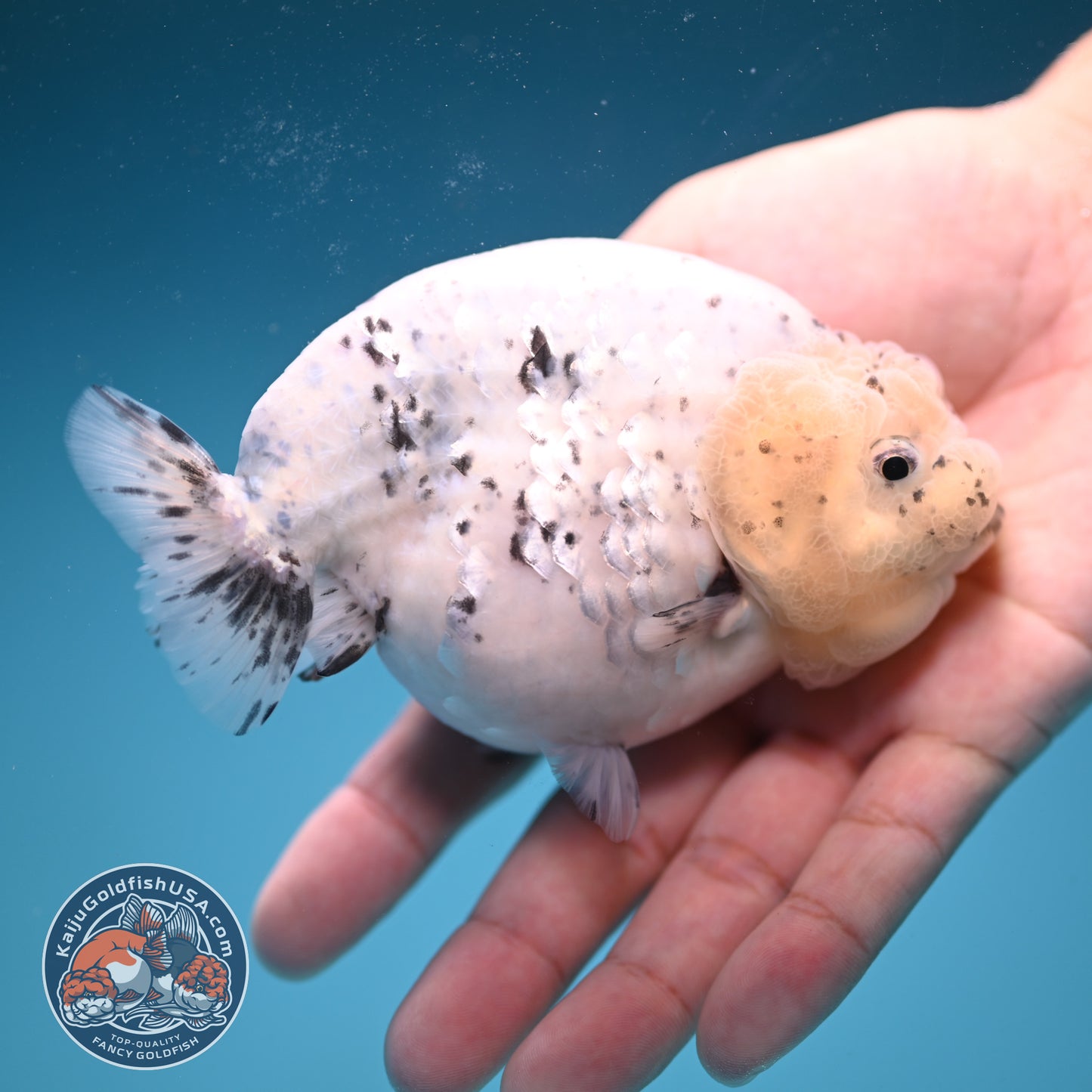 Panda / Cow Ranchu 4 inch Body (250822_RC02)