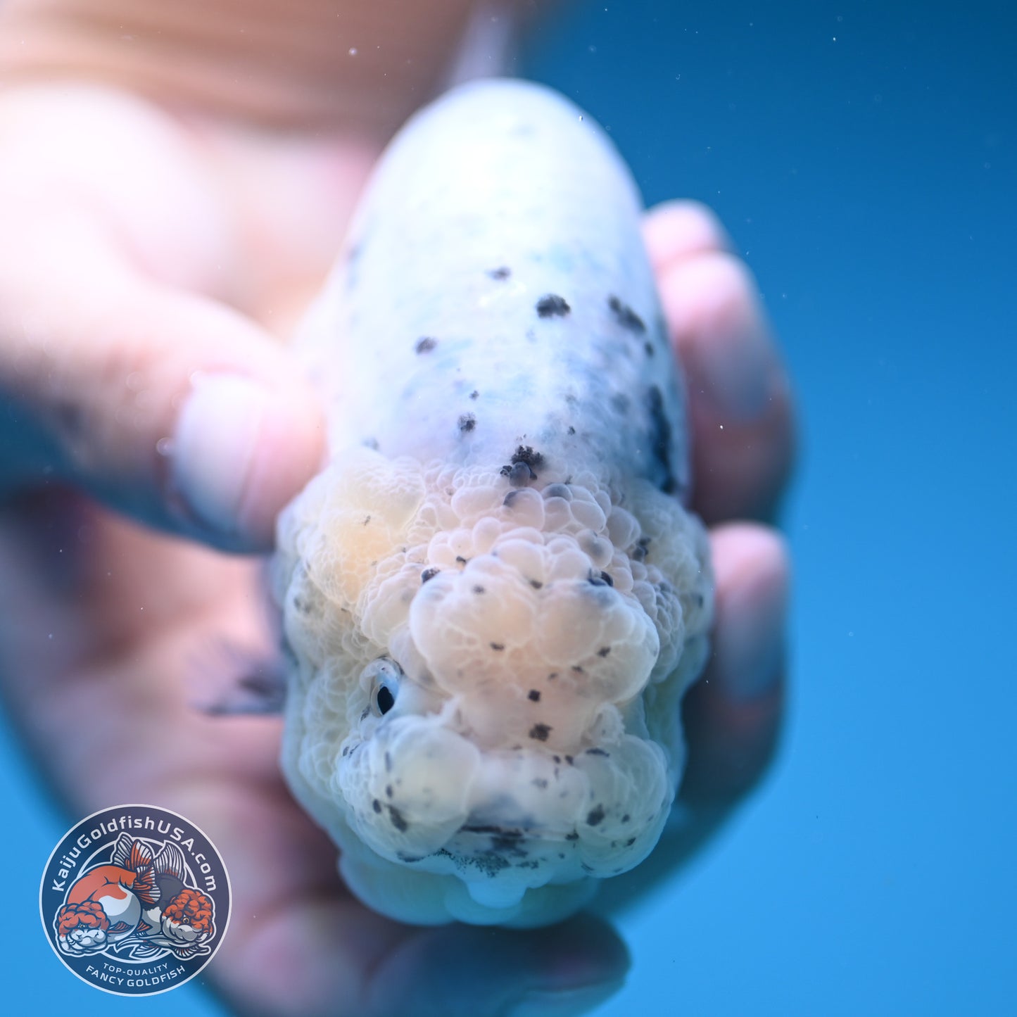 Panda / Cow Ranchu 4 inch Body (250822_RC02)