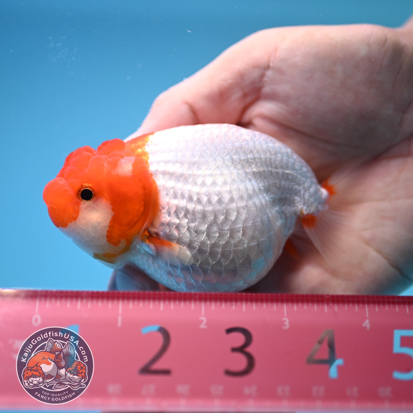 Red White Buffalo Ranchu 3.5 inch Body (250815_RC02)
