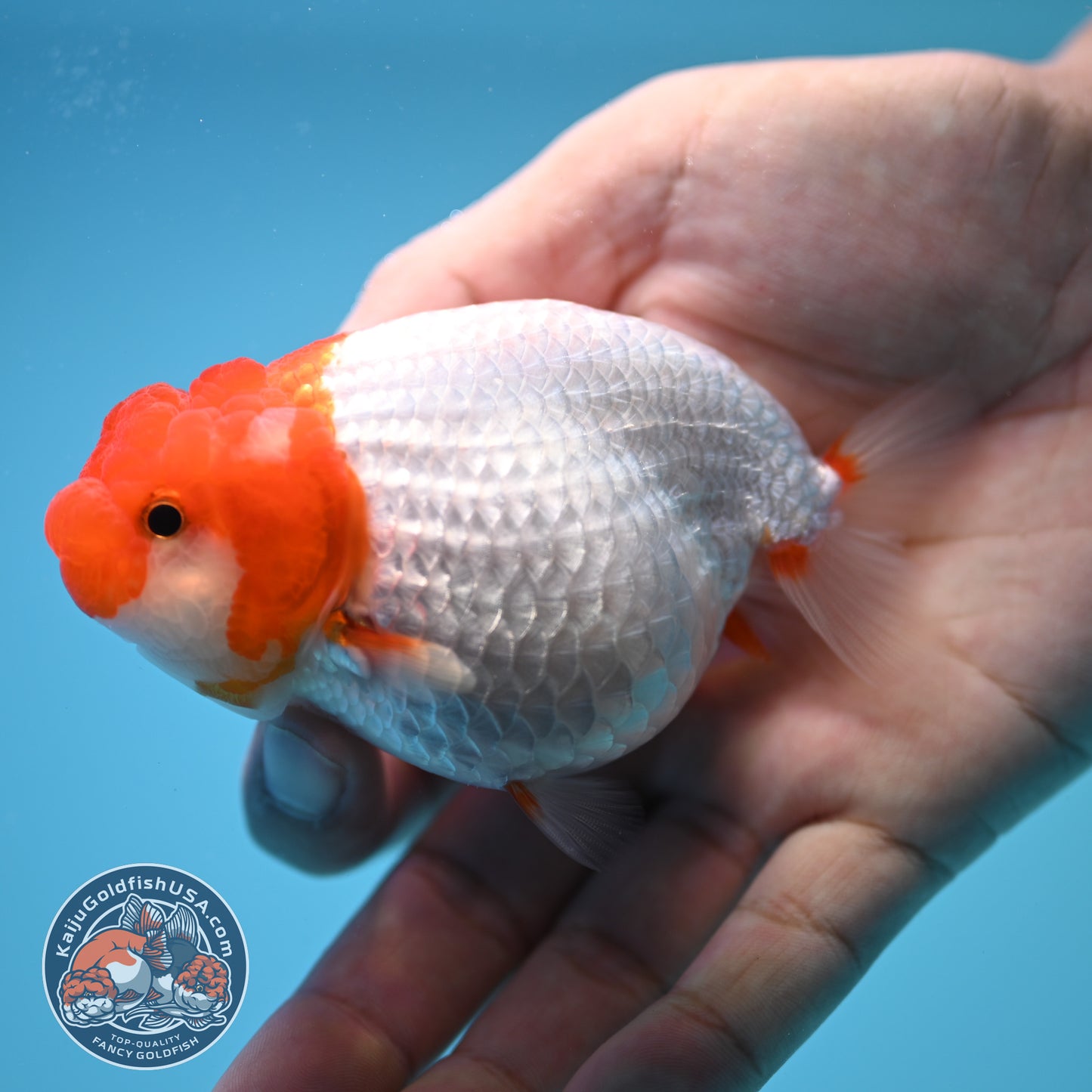 Red White Buffalo Ranchu 3.5 inch Body (250815_RC02)