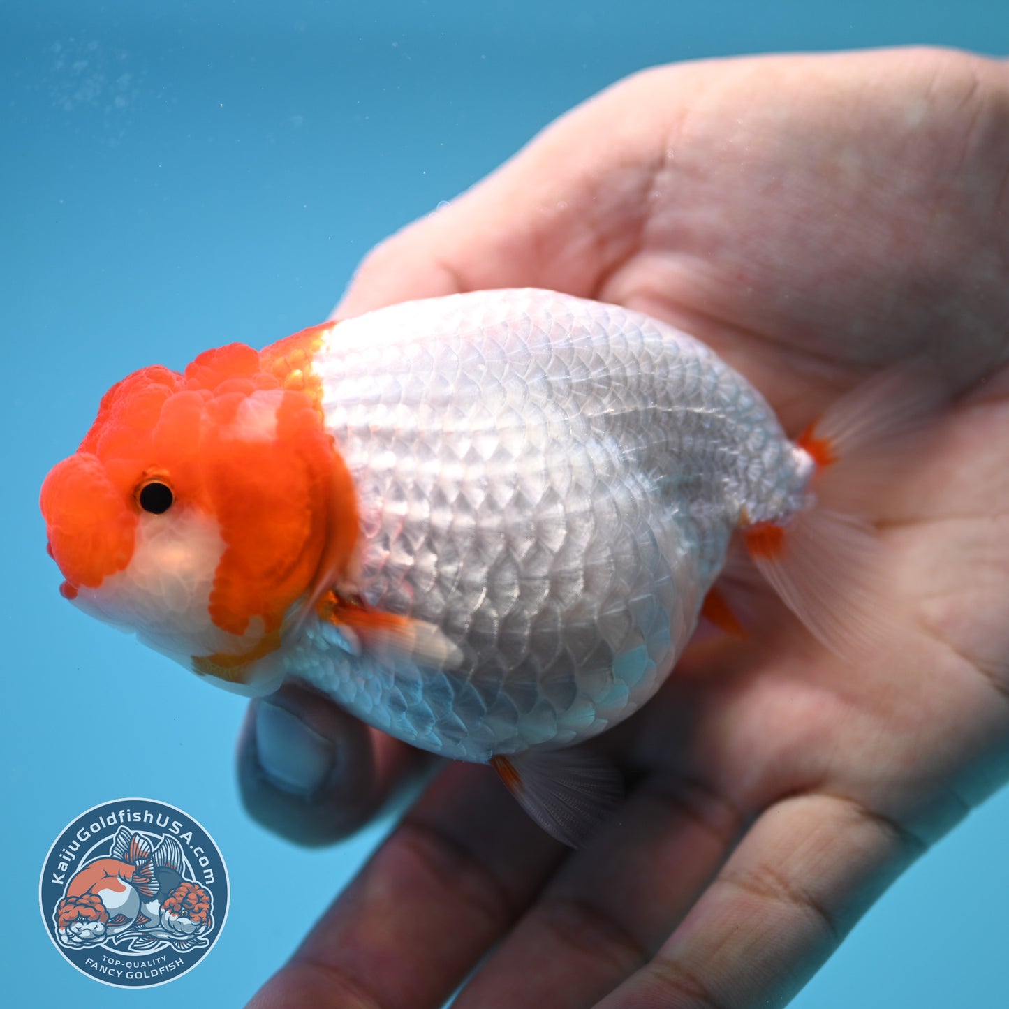Red White Buffalo Ranchu 3.5 inch Body (250815_RC02)