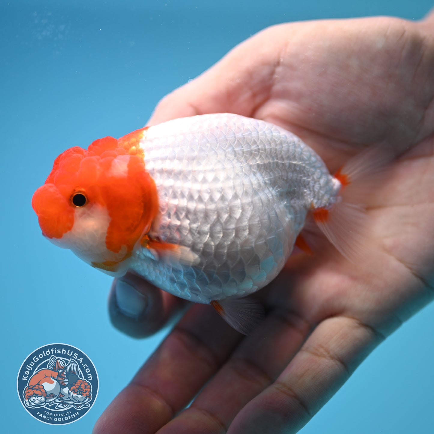 Red White Buffalo Ranchu 3.5 inch Body (250815_RC02)