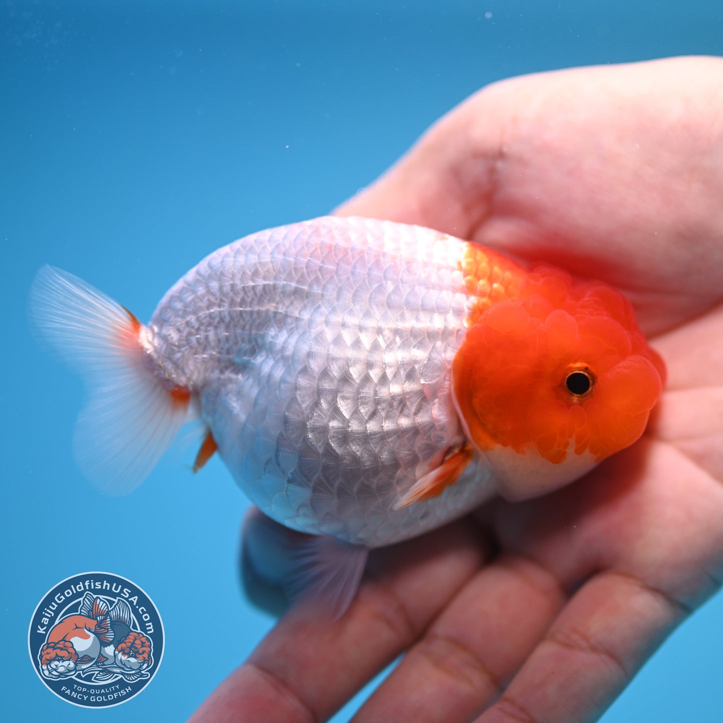 Red White Buffalo Ranchu 3.5 inch Body (250815_RC02)