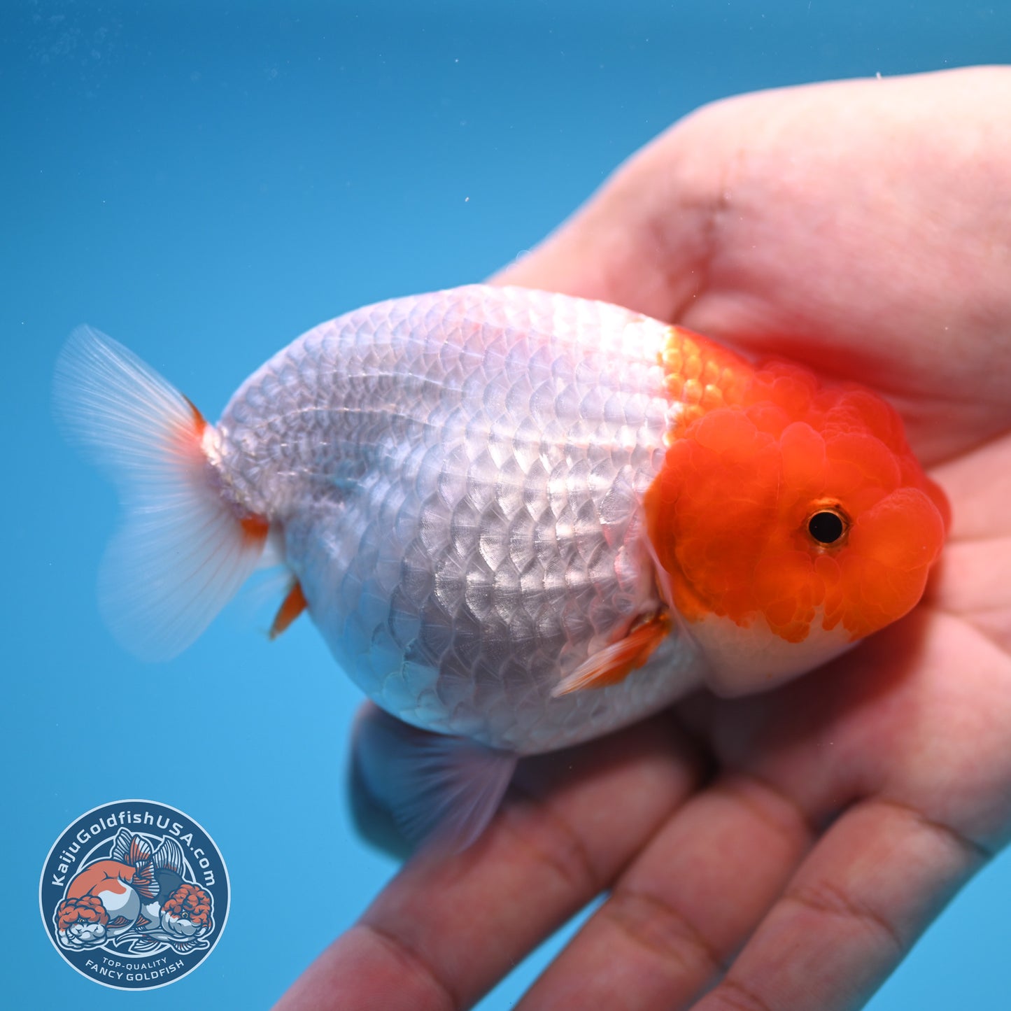 Red White Buffalo Ranchu 3.5 inch Body (250815_RC02)
