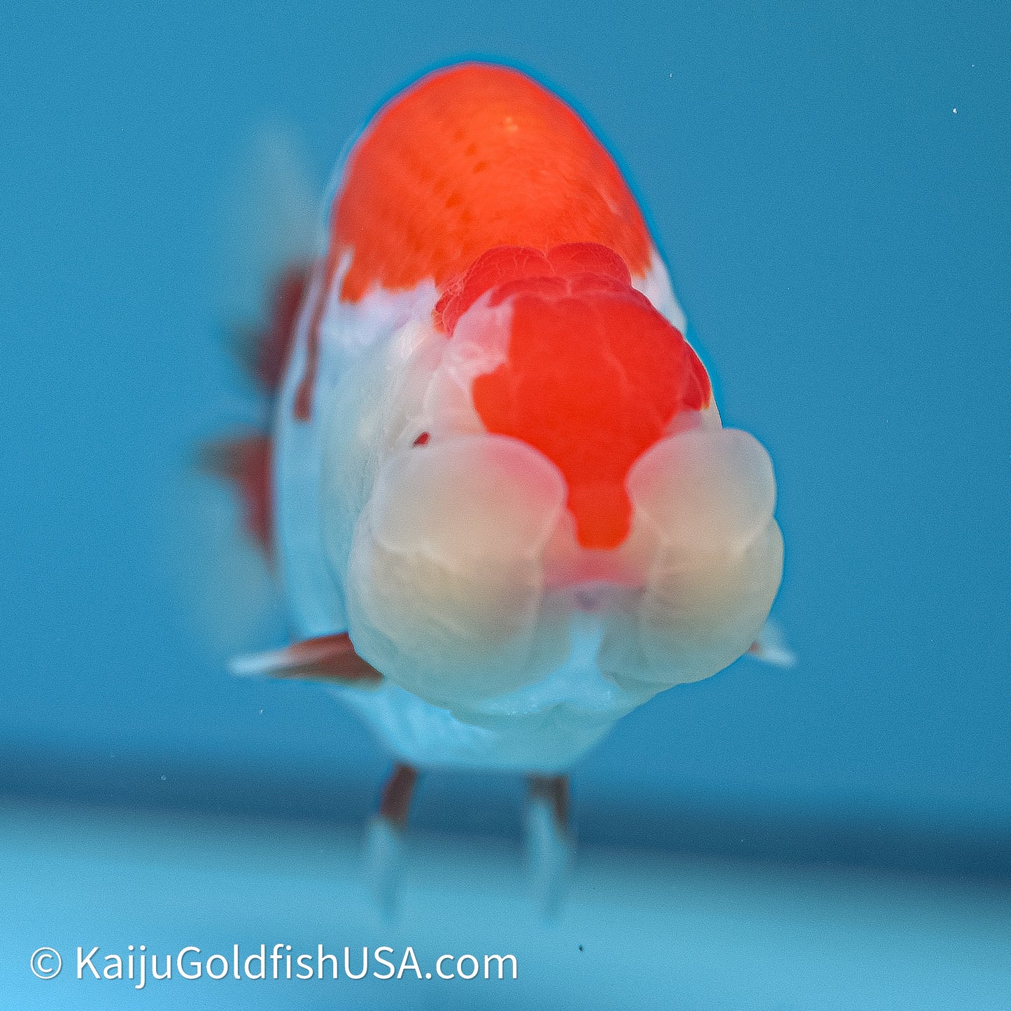 Red White Buffalo Ranchu 4in Body (240614_RC02) - Kaiju Goldfish USA