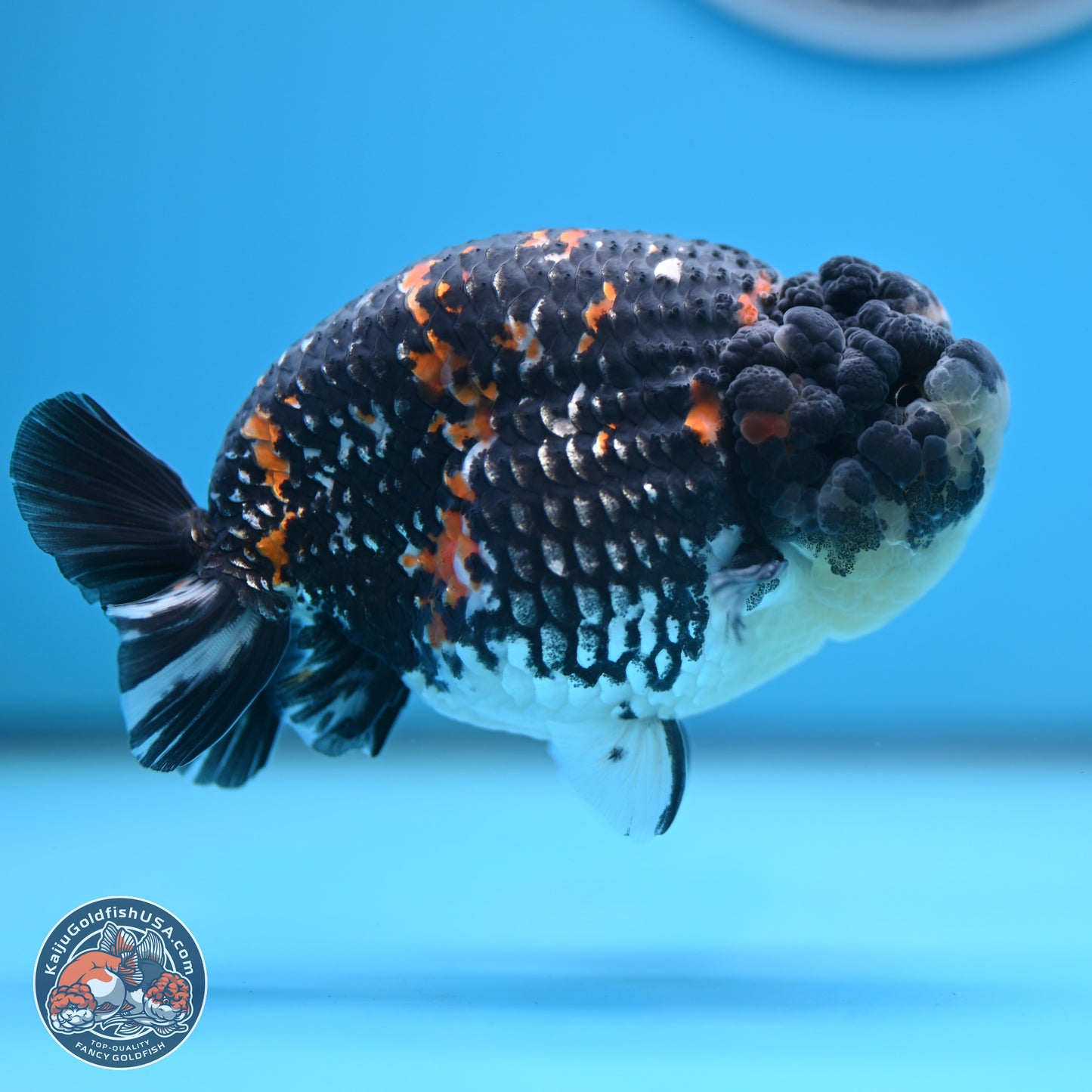 Heavy Ink Tricolor Tiger Ranchu 4.5 inches Body - Male (250221_RC02)