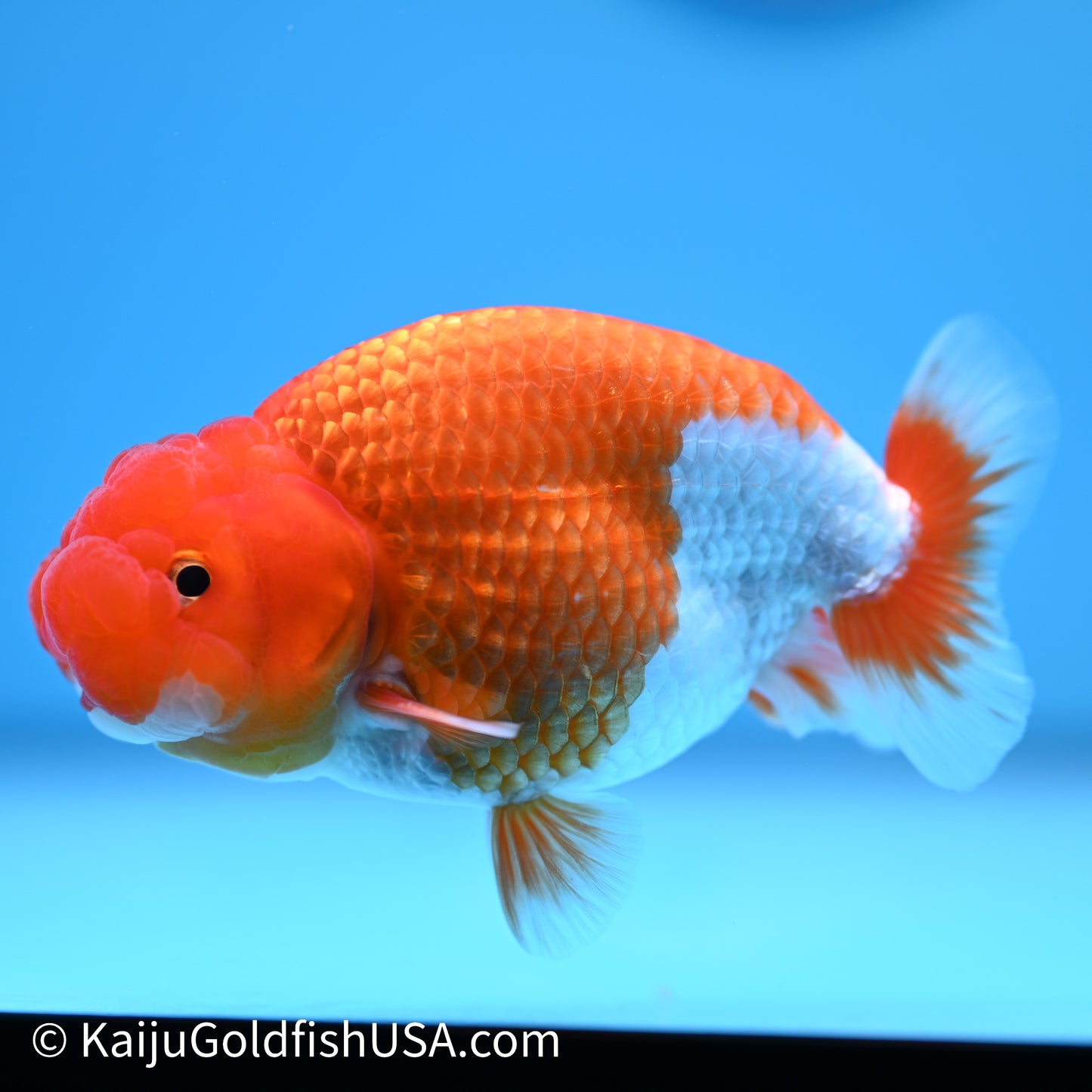 Red White Buffalo Ranchu 4in Body (240621_RC02) - Kaiju Goldfish USA