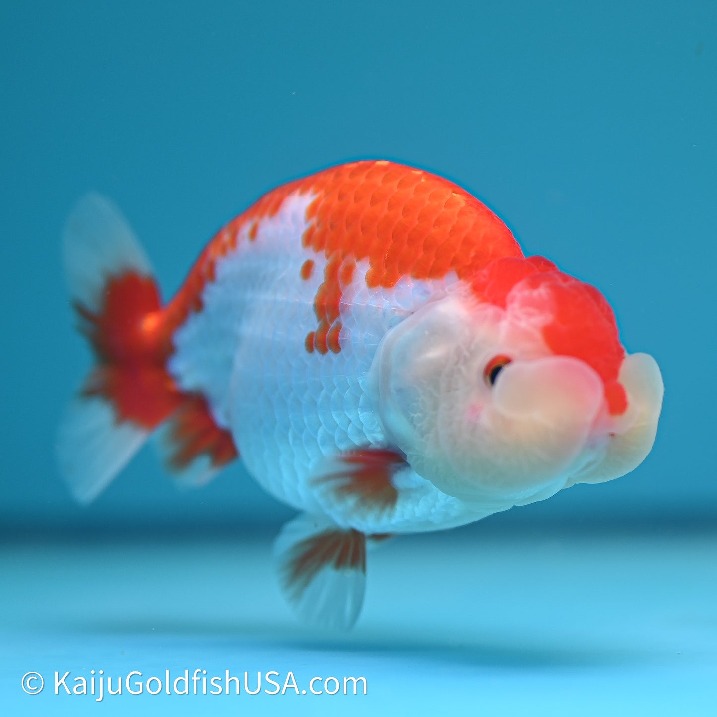 Red White Buffalo Ranchu 4in Body (240614_RC02) - Kaiju Goldfish USA
