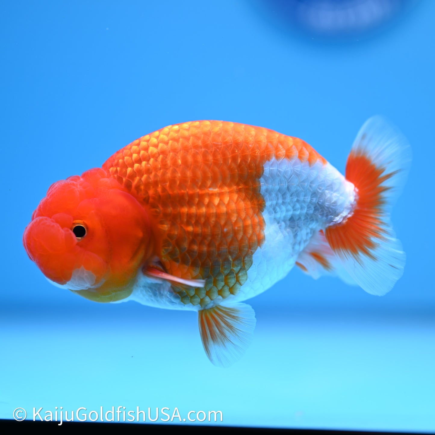 Red White Buffalo Ranchu 4in Body (240621_RC02) - Kaiju Goldfish USA