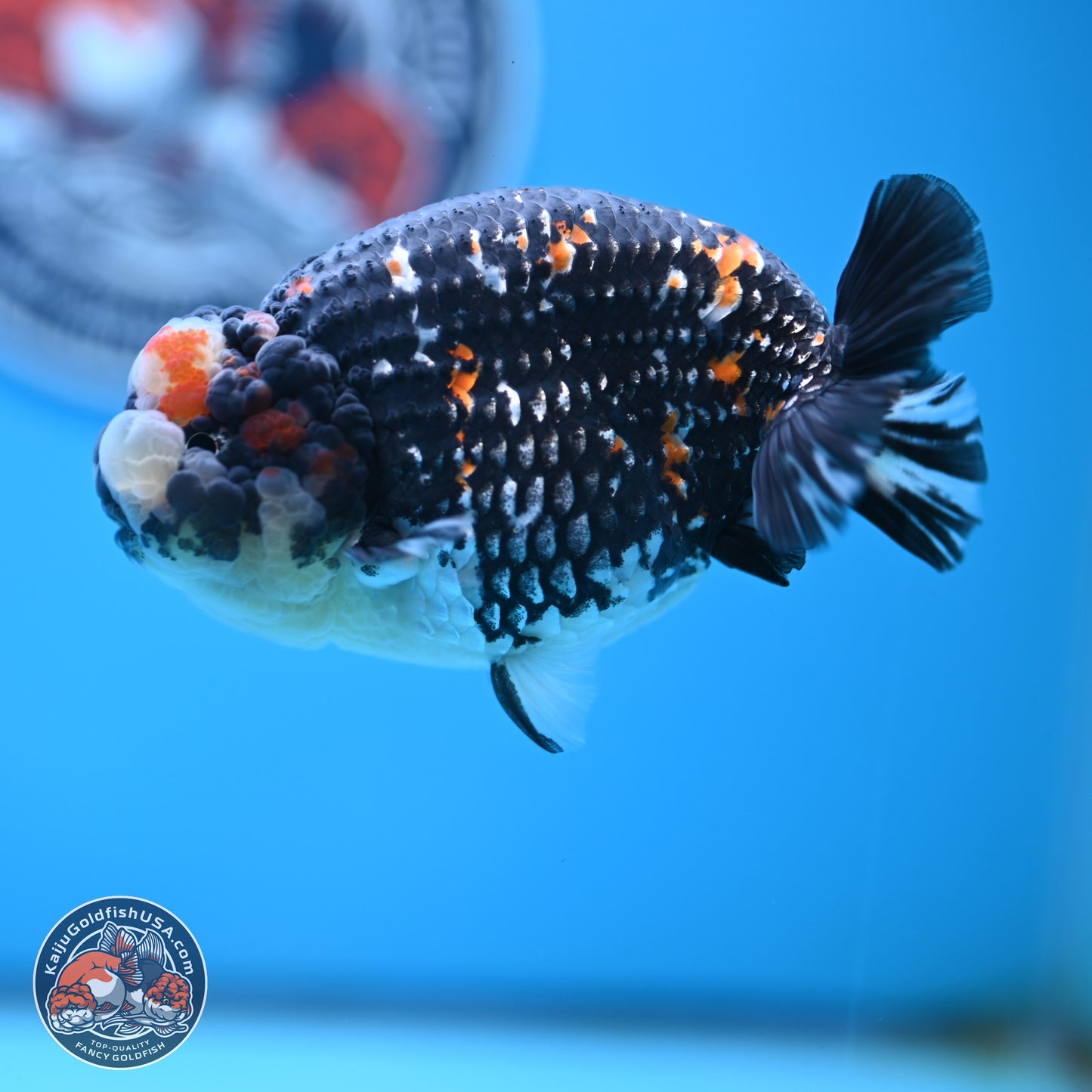 Heavy Ink Tricolor Tiger Ranchu 4.5 inches Body - Male (250221_RC02)