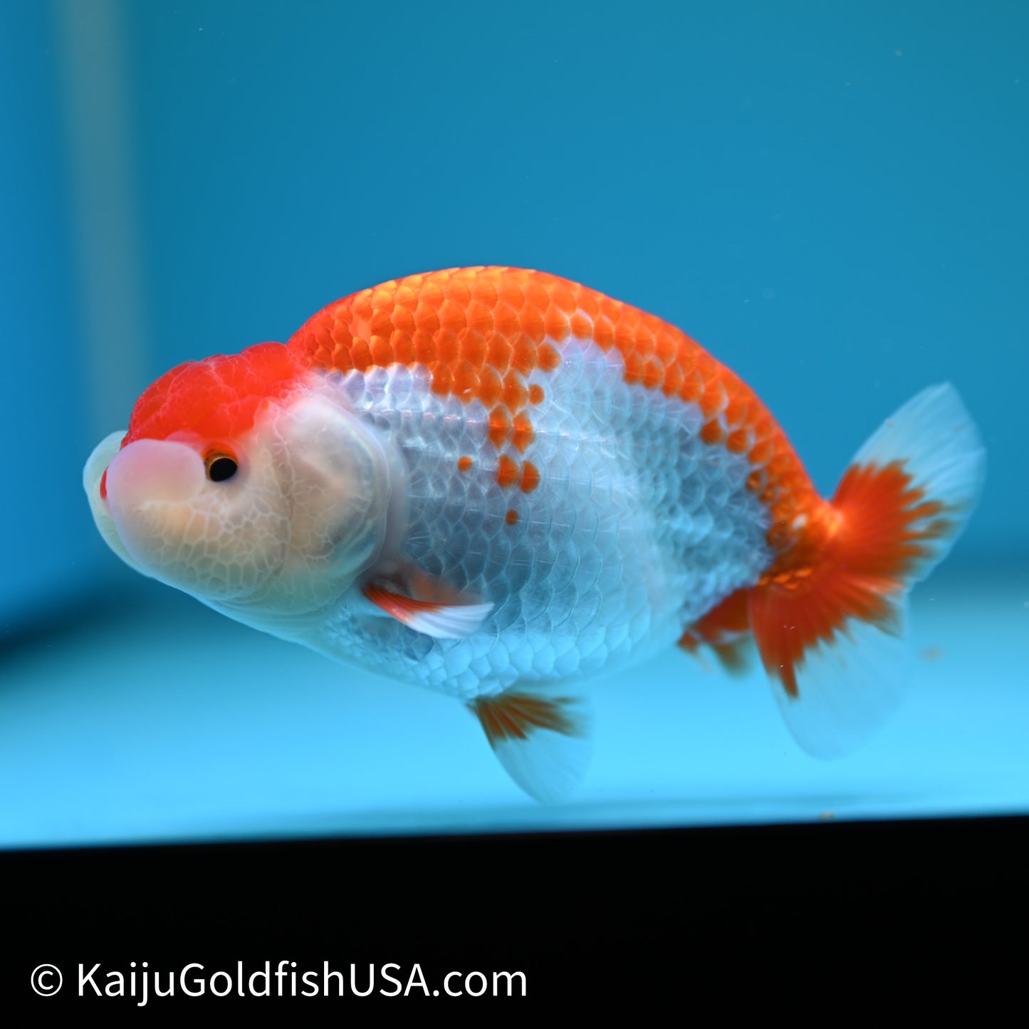 Red White Buffalo Ranchu 4in Body (240614_RC02) - Kaiju Goldfish USA