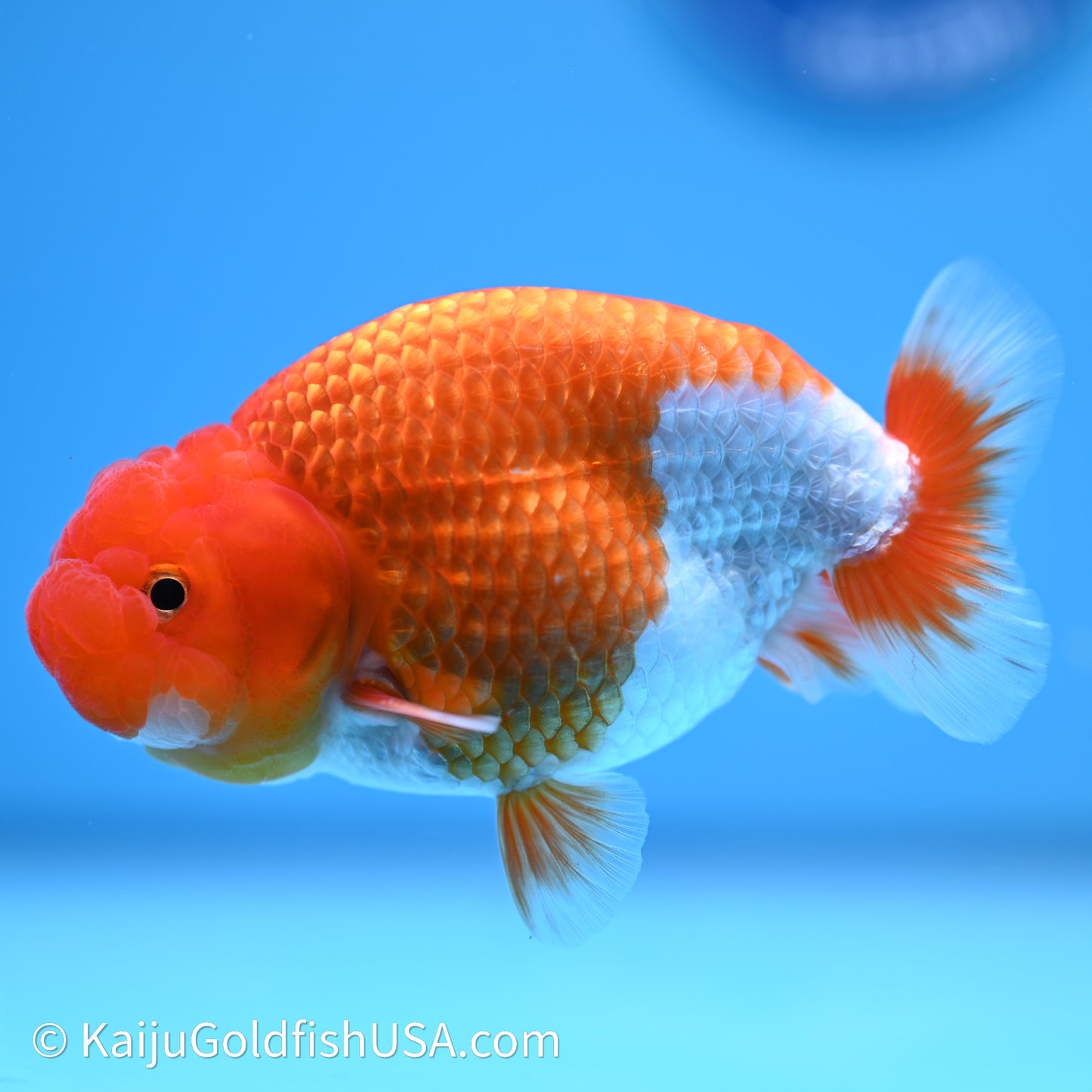 Red White Buffalo Ranchu 4in Body (240621_RC02) - Kaiju Goldfish USA