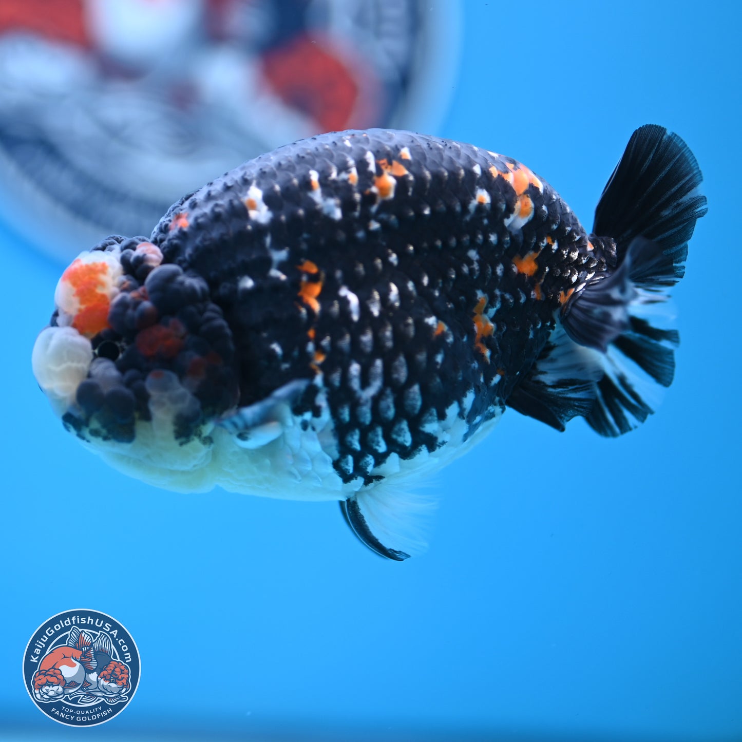 Heavy Ink Tricolor Tiger Ranchu 4.5 inches Body - Male (250221_RC02)