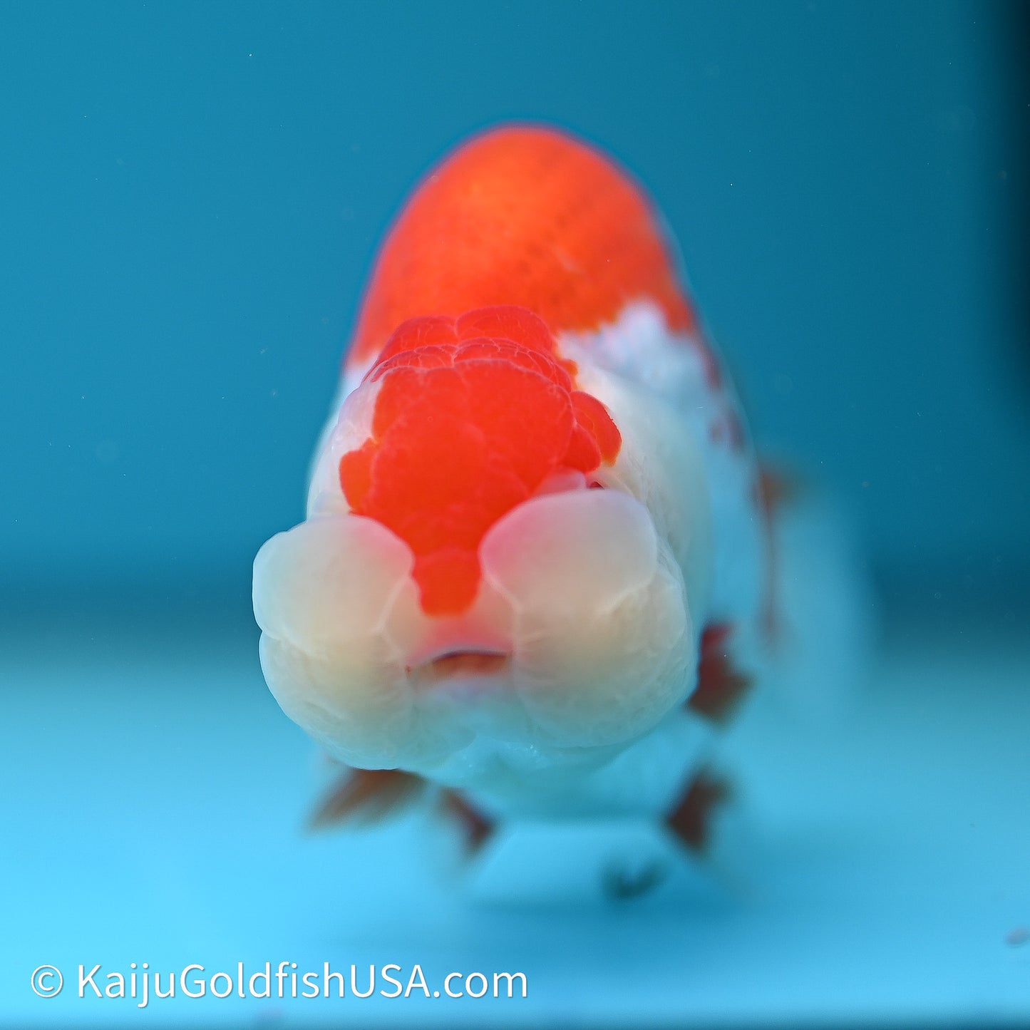 Red White Buffalo Ranchu 4in Body (240614_RC02) - Kaiju Goldfish USA