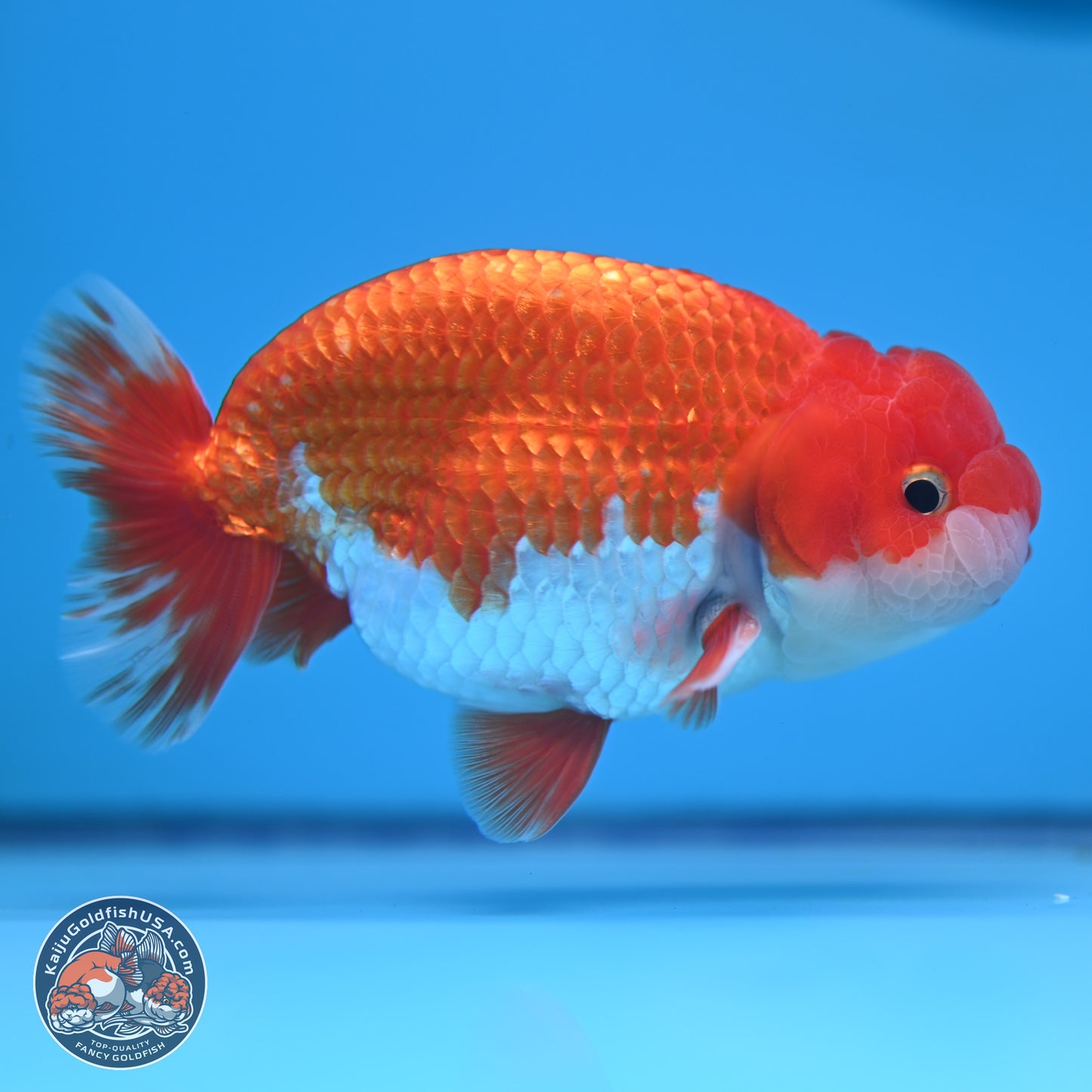 Red White Buffalo Ranchu 5 inches (241011_RC02) - Kaiju Goldfish USA